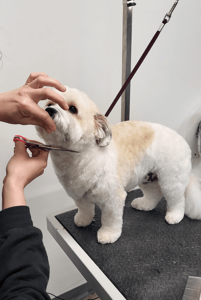 Tangled Tails Grooming Salon - Pet groomer in Lakewood, CO