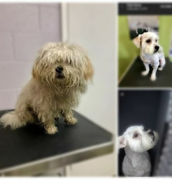 Pristine Pet Spa (Mobile grooming) - Pet groomer in Los Angeles, CA