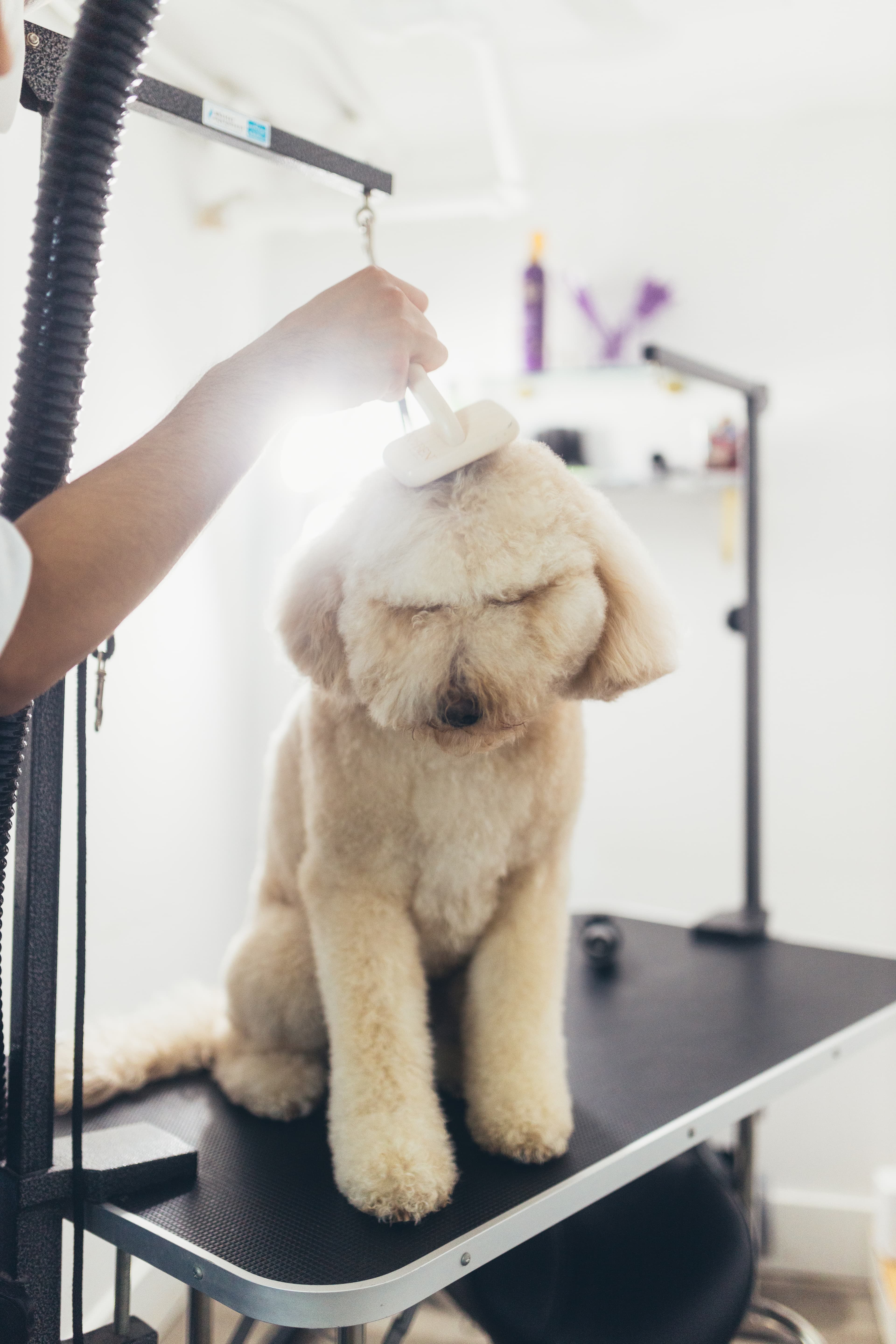 Now You're Clean - Williamsburg - Pet groomer in Brooklyn, NY