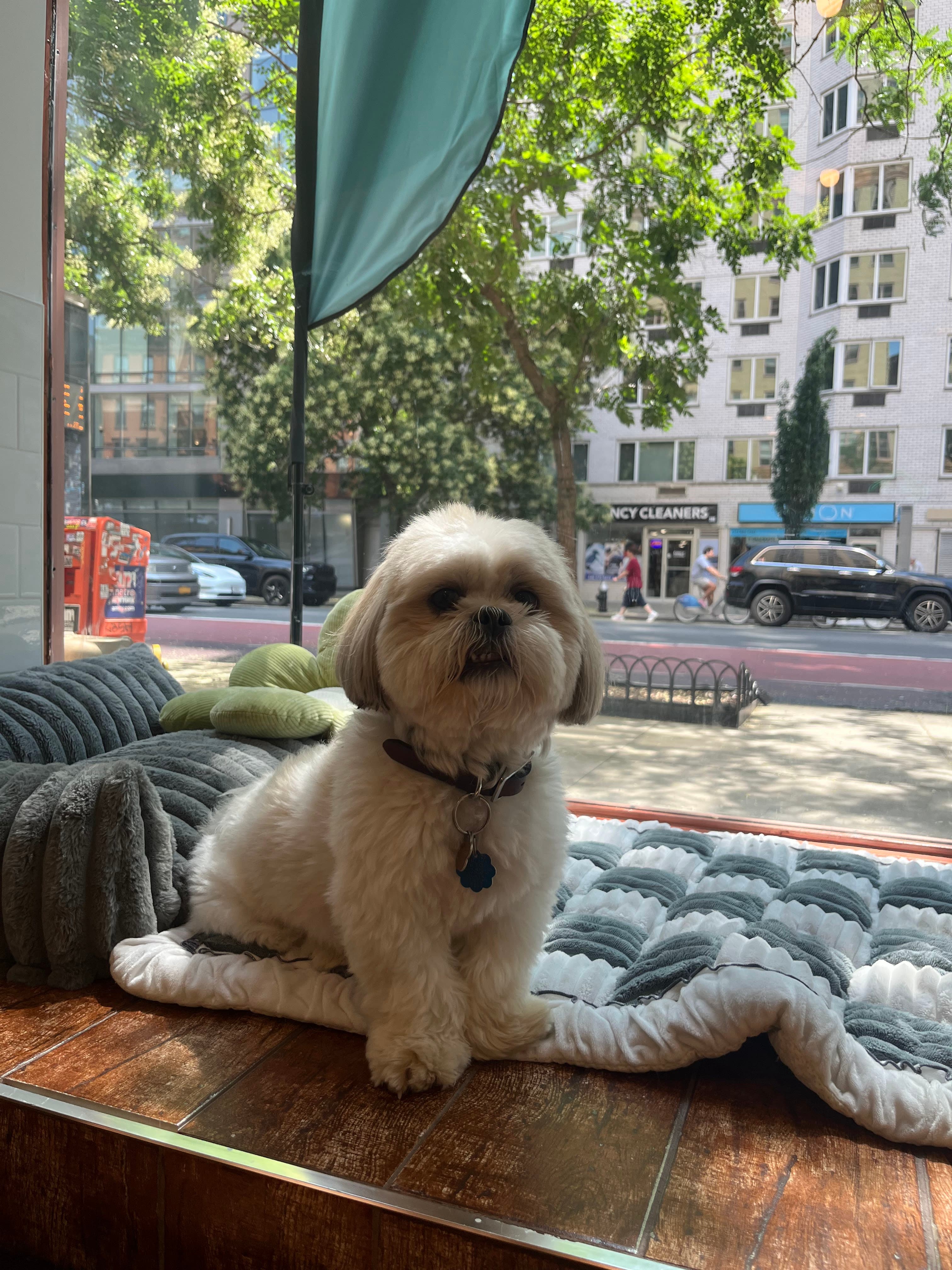 PetStar Dog Grooming & Daycare - Pet groomer in New York, NY