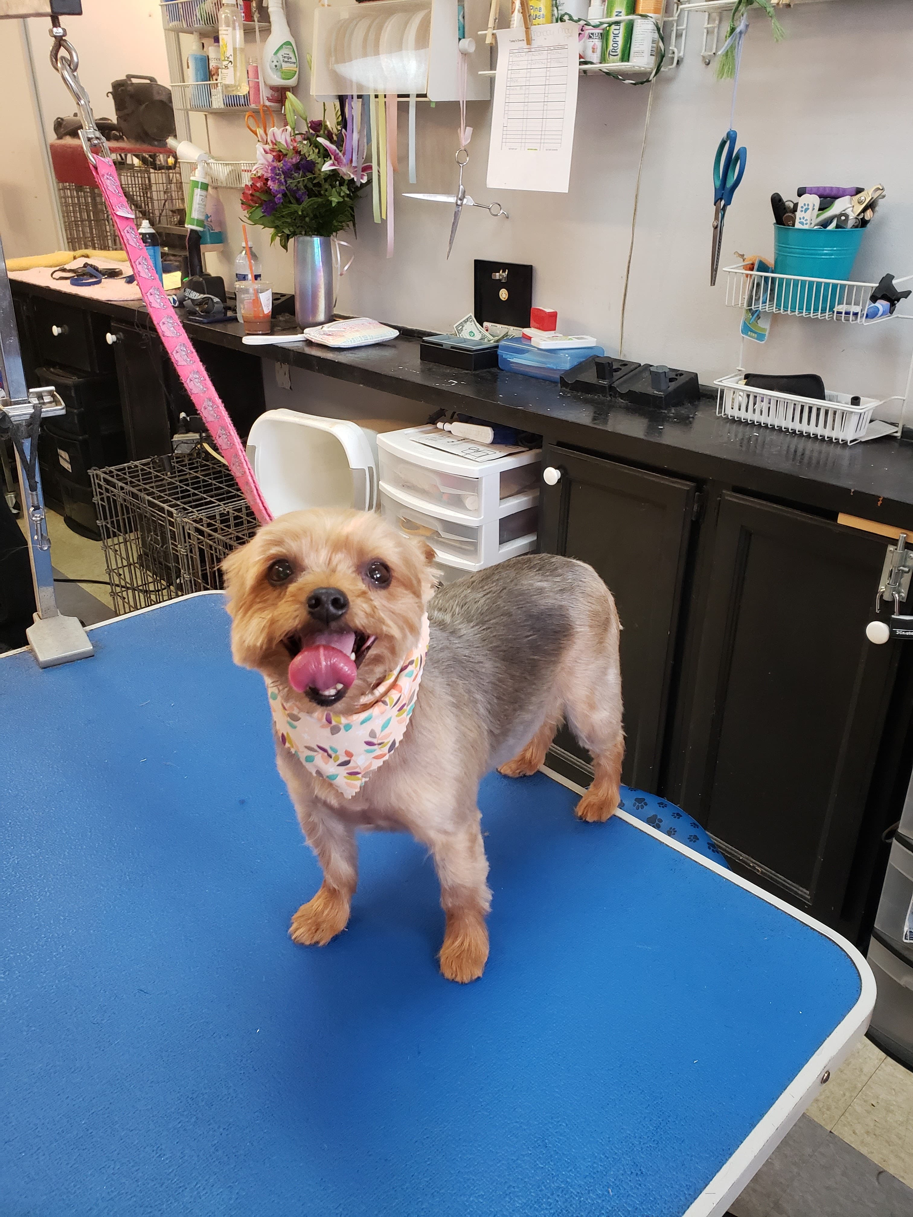 A Dog's Day of Beauty - Pet groomer in Dundalk, MD