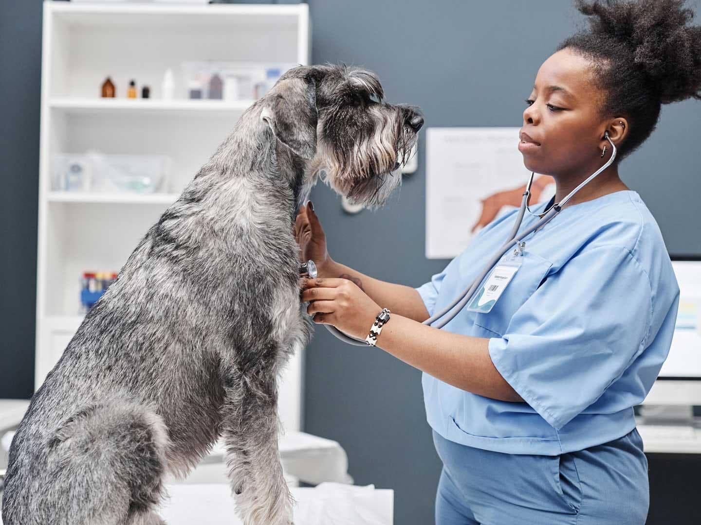 Banfield Pet Hospital - Pet groomer in San Jose, CA