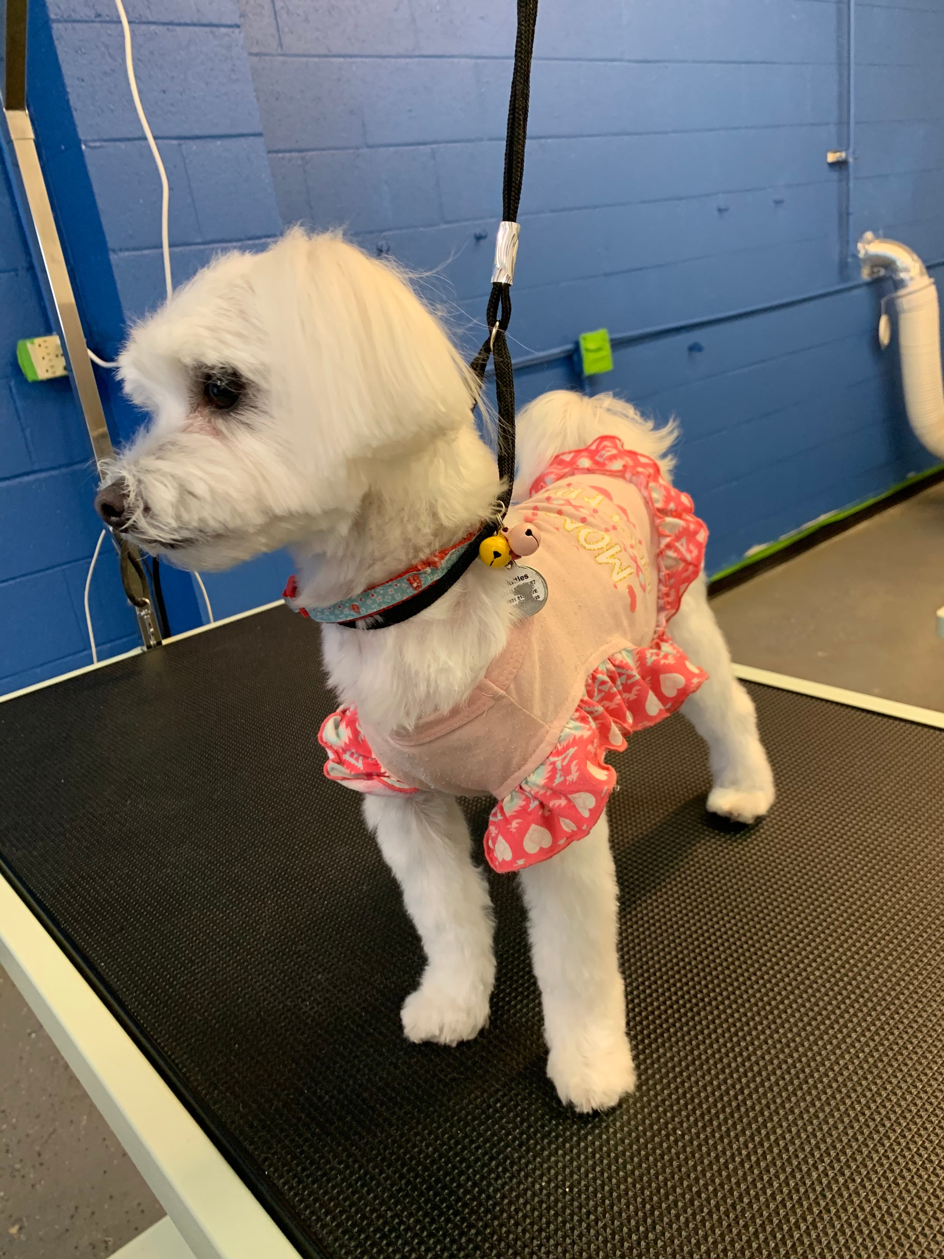 Fur-nando's Groom Room - Pet groomer in Sacramento, CA