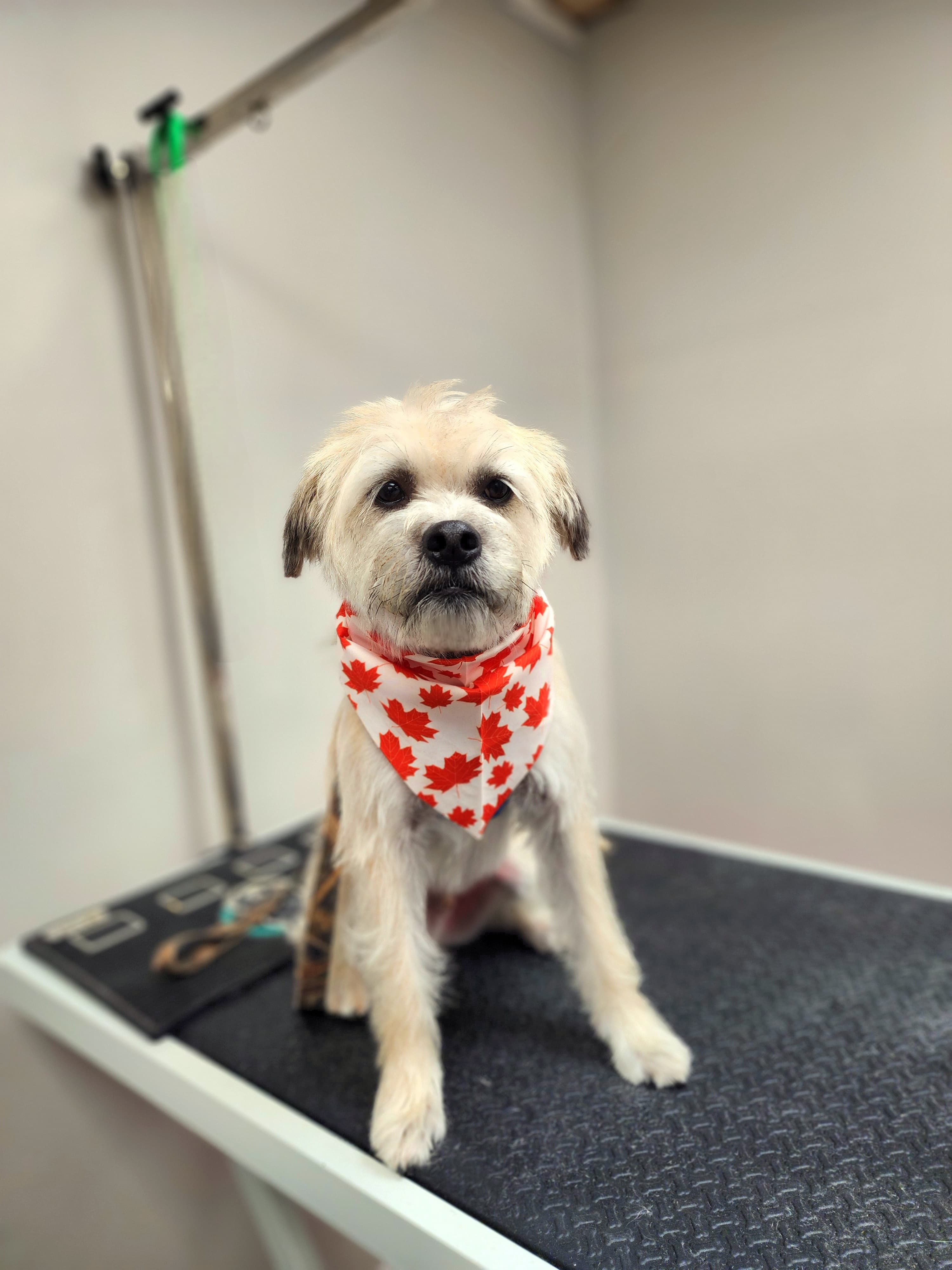 Groomer’s Touch - Pet groomer in Oakmont, PA