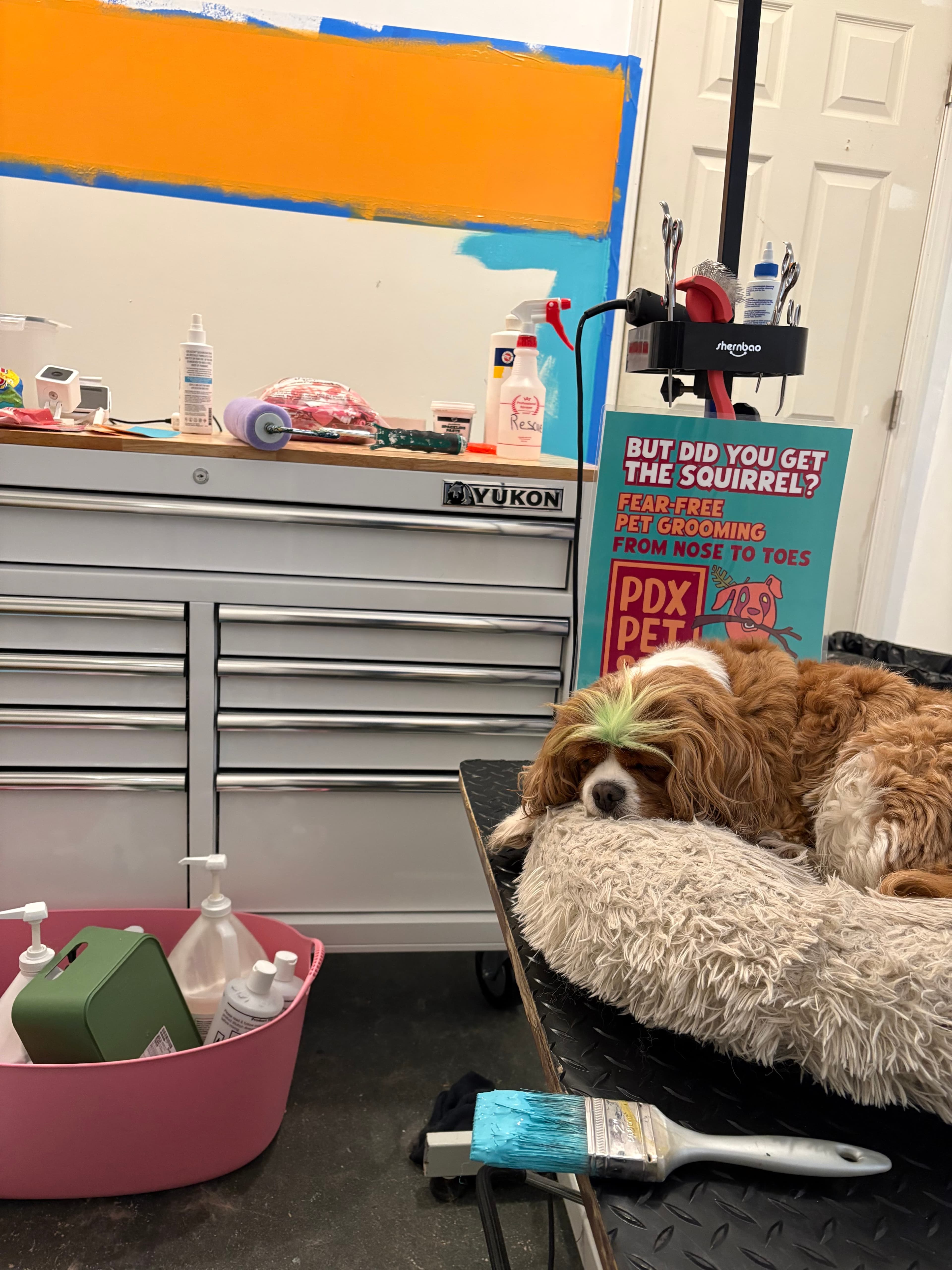 Pdx Pet Spa - Pet groomer in Portland, OR