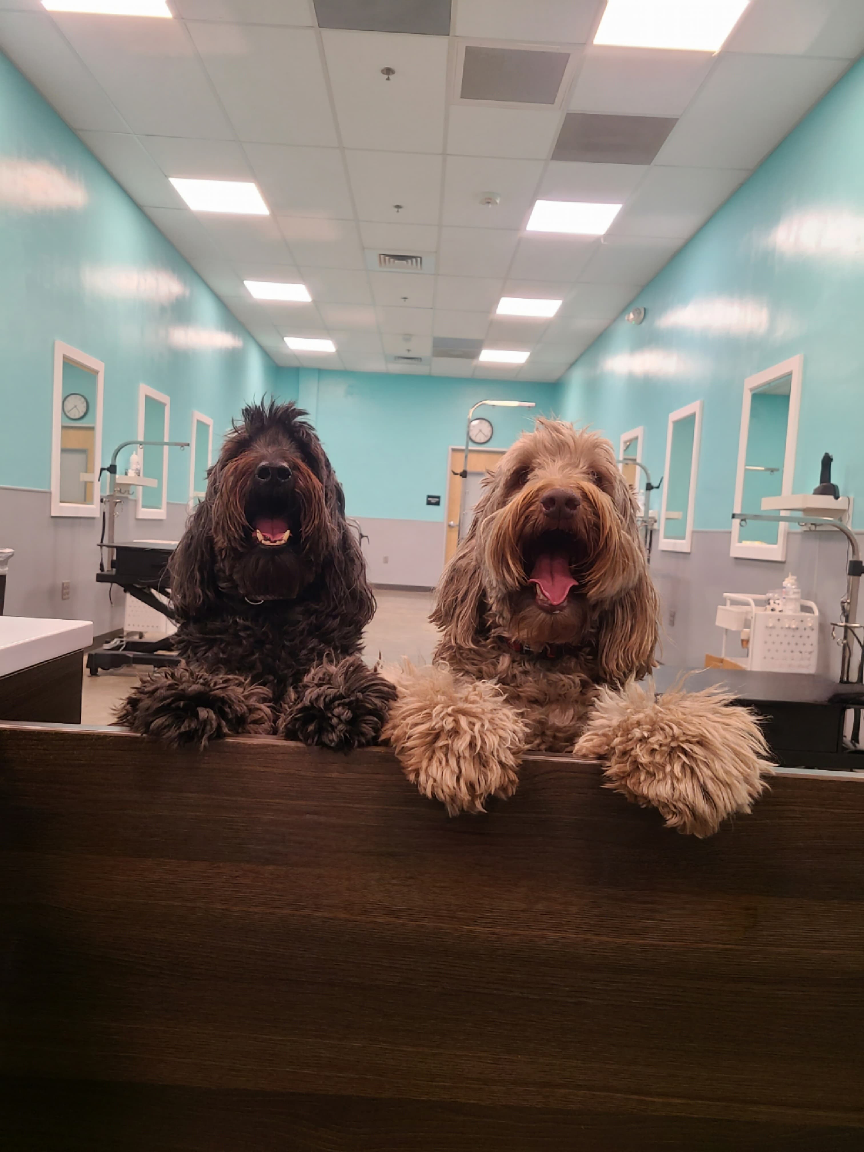 The Groomery Of Upper Arlington - Pet groomer in Upper Arlington, OH
