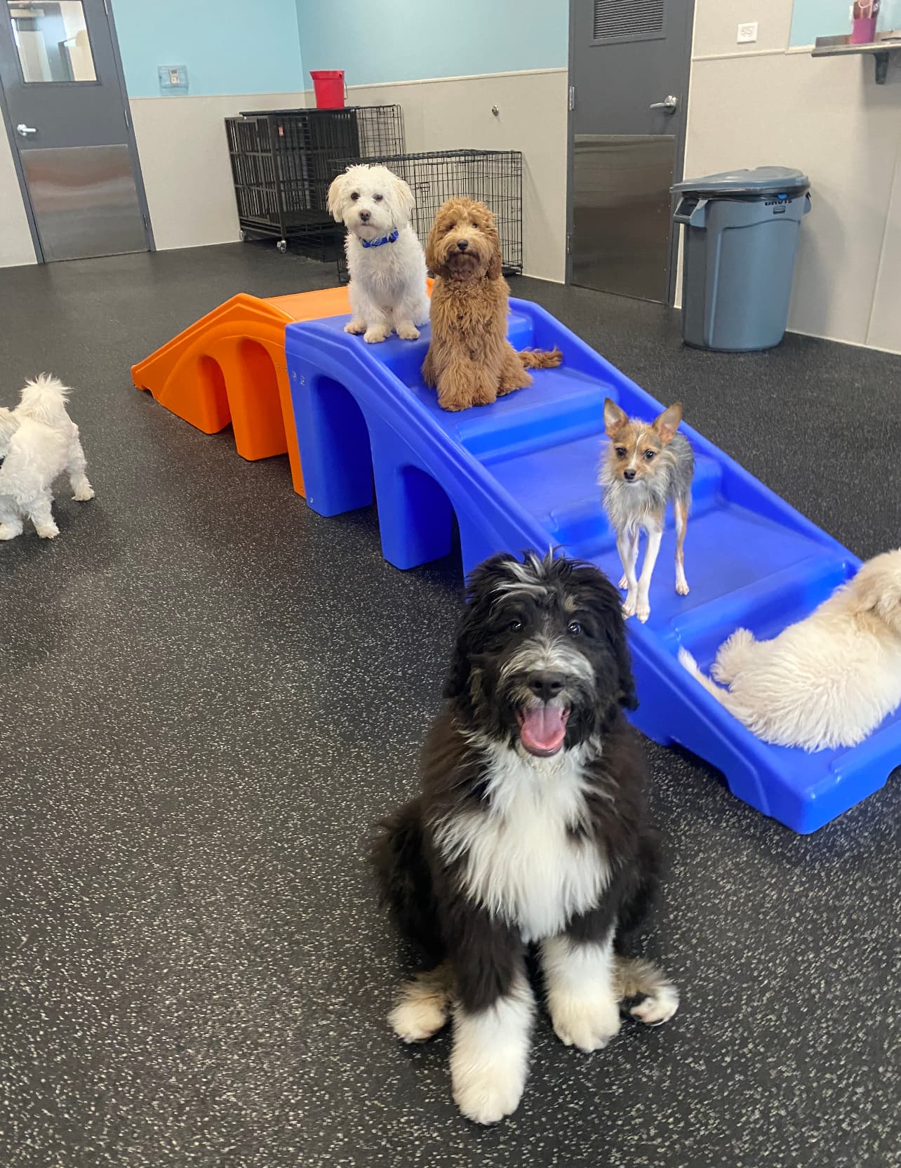 Dogtopia of Roseville - Pet groomer in Roseville, MN