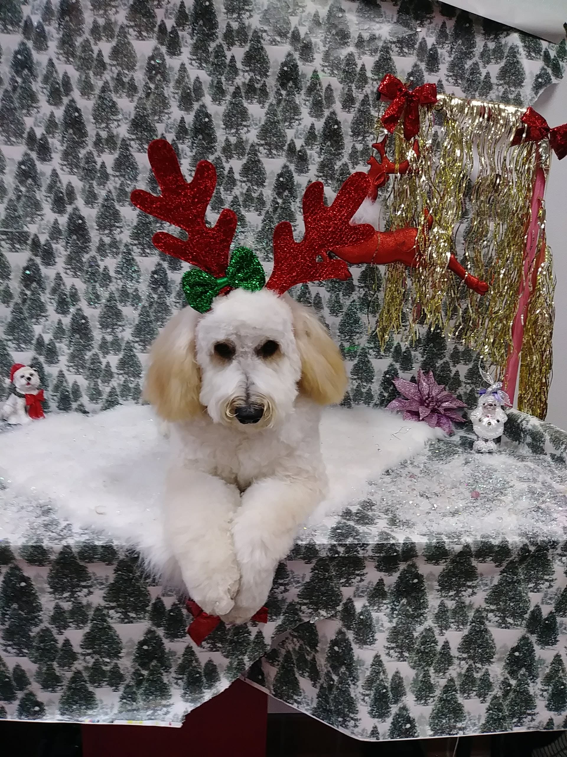 Dawn’s Pet Palace - Pet groomer in Carmichael, CA