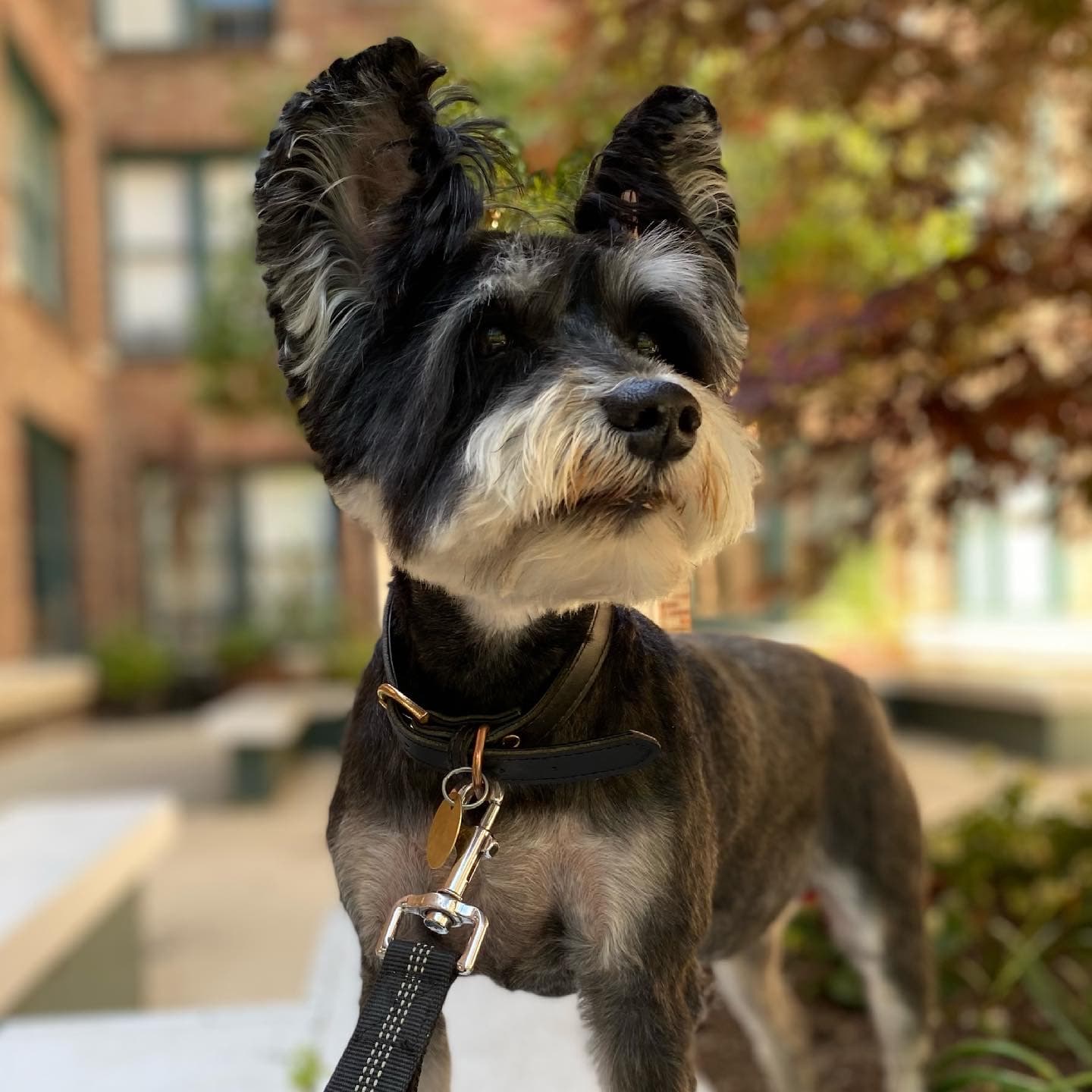 Puget Hound Grooming - Pet groomer in Seattle, WA