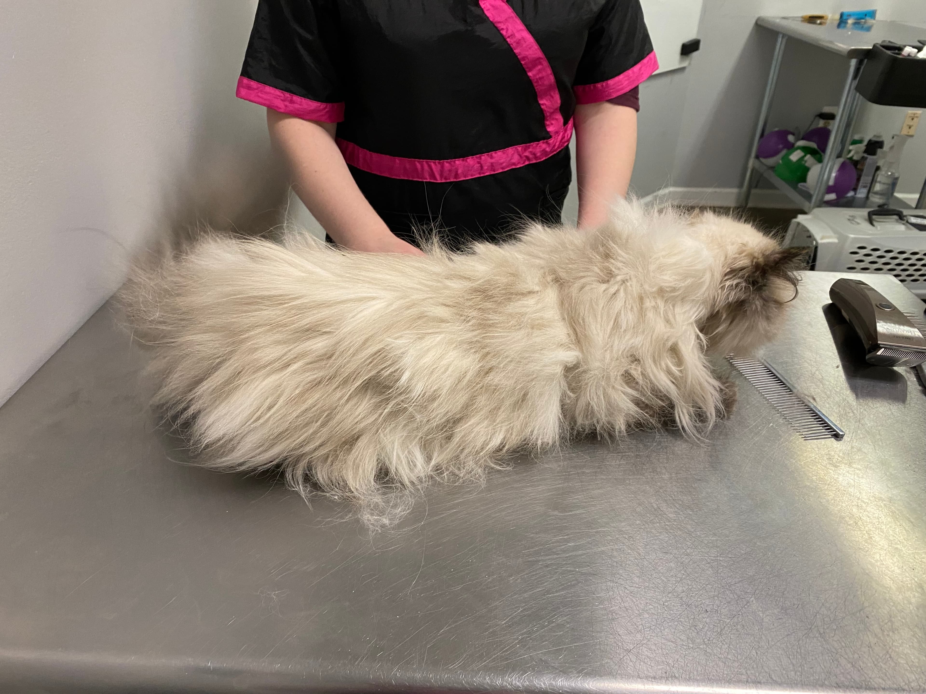 Purrocious Styles Feline Designs LLC - Pet groomer in Yorktown, VA