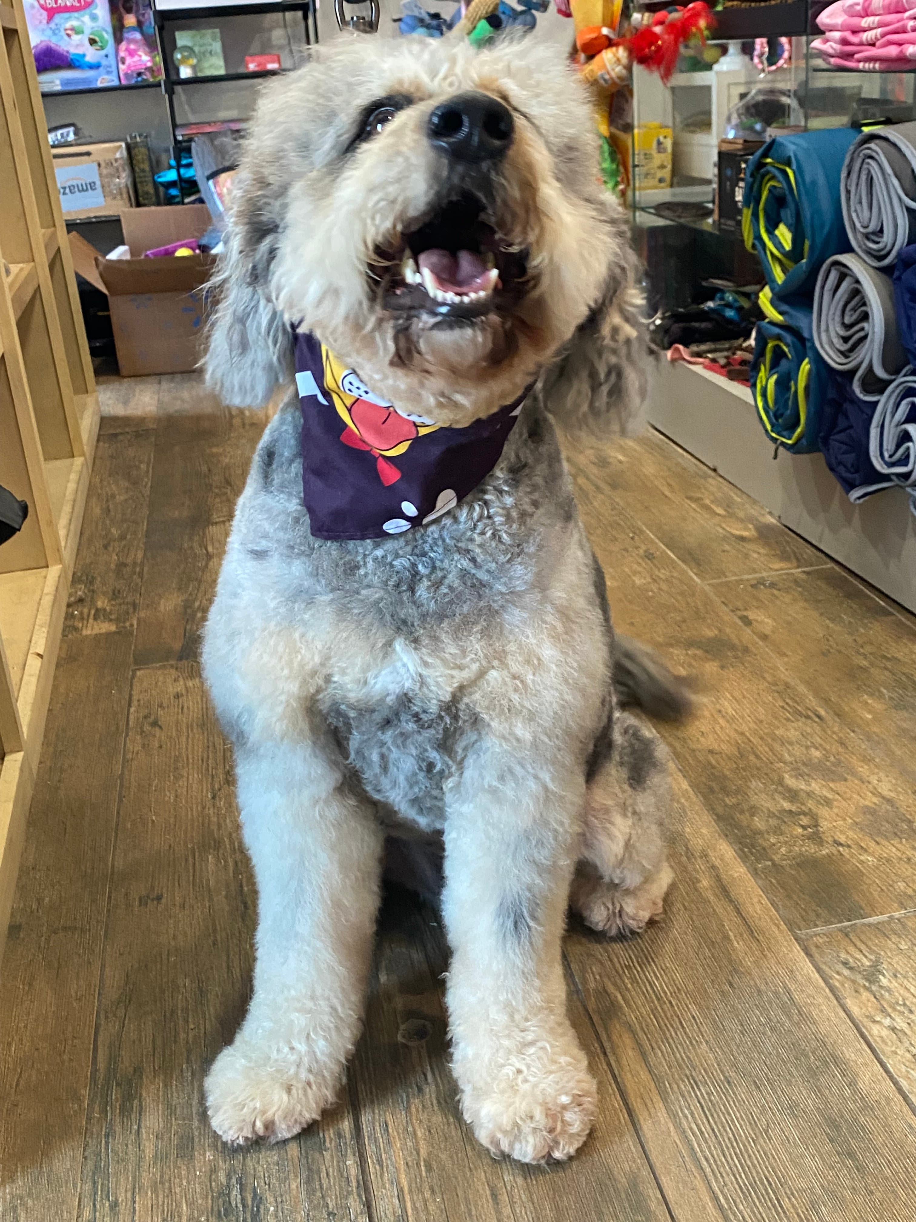 Mane & Minks Vet-Spa And Pet Hotel - Pet groomer in Houston, TX