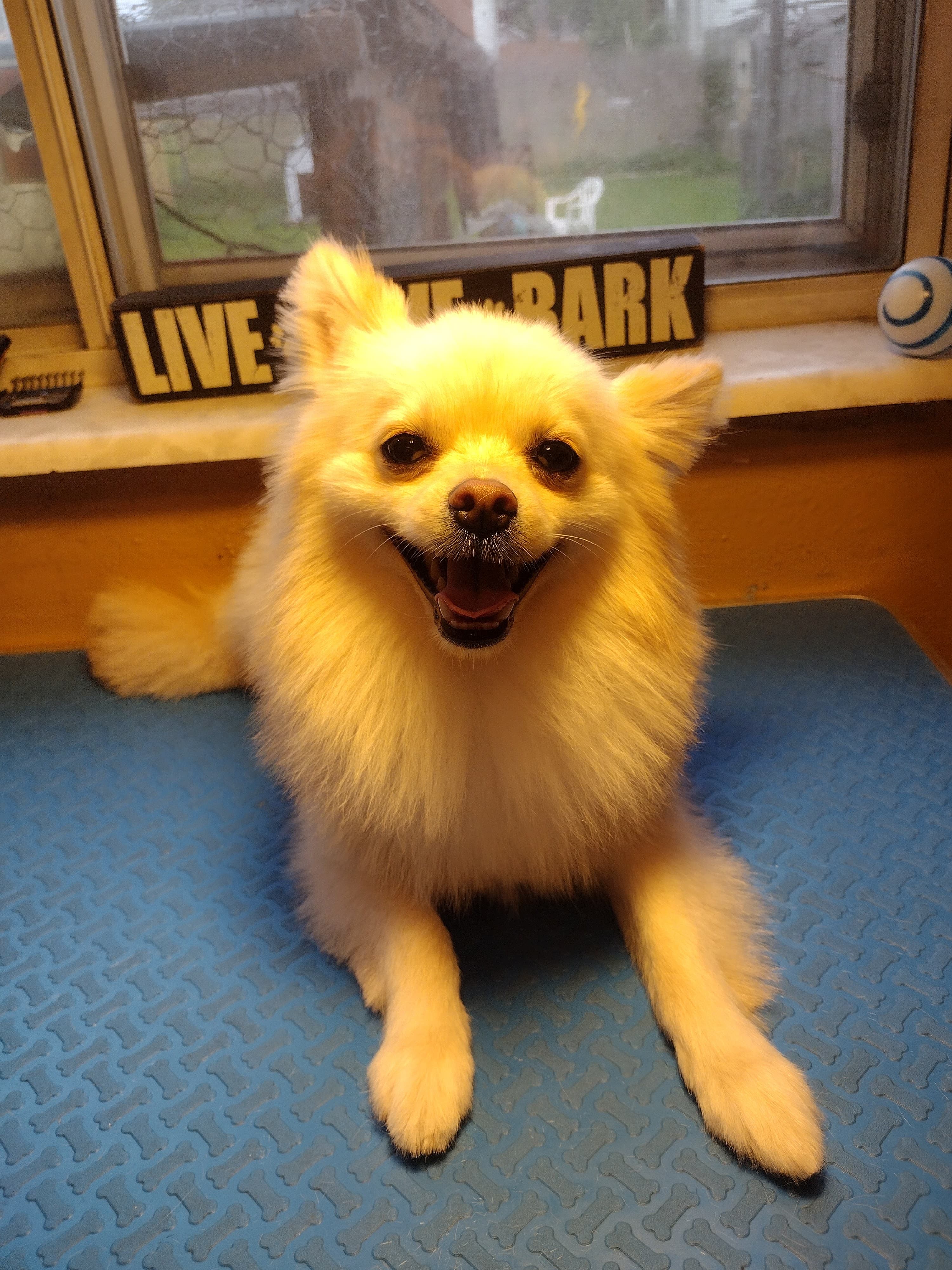 Therapeutic Dog Grooming - Pet groomer in St. Louis, MO