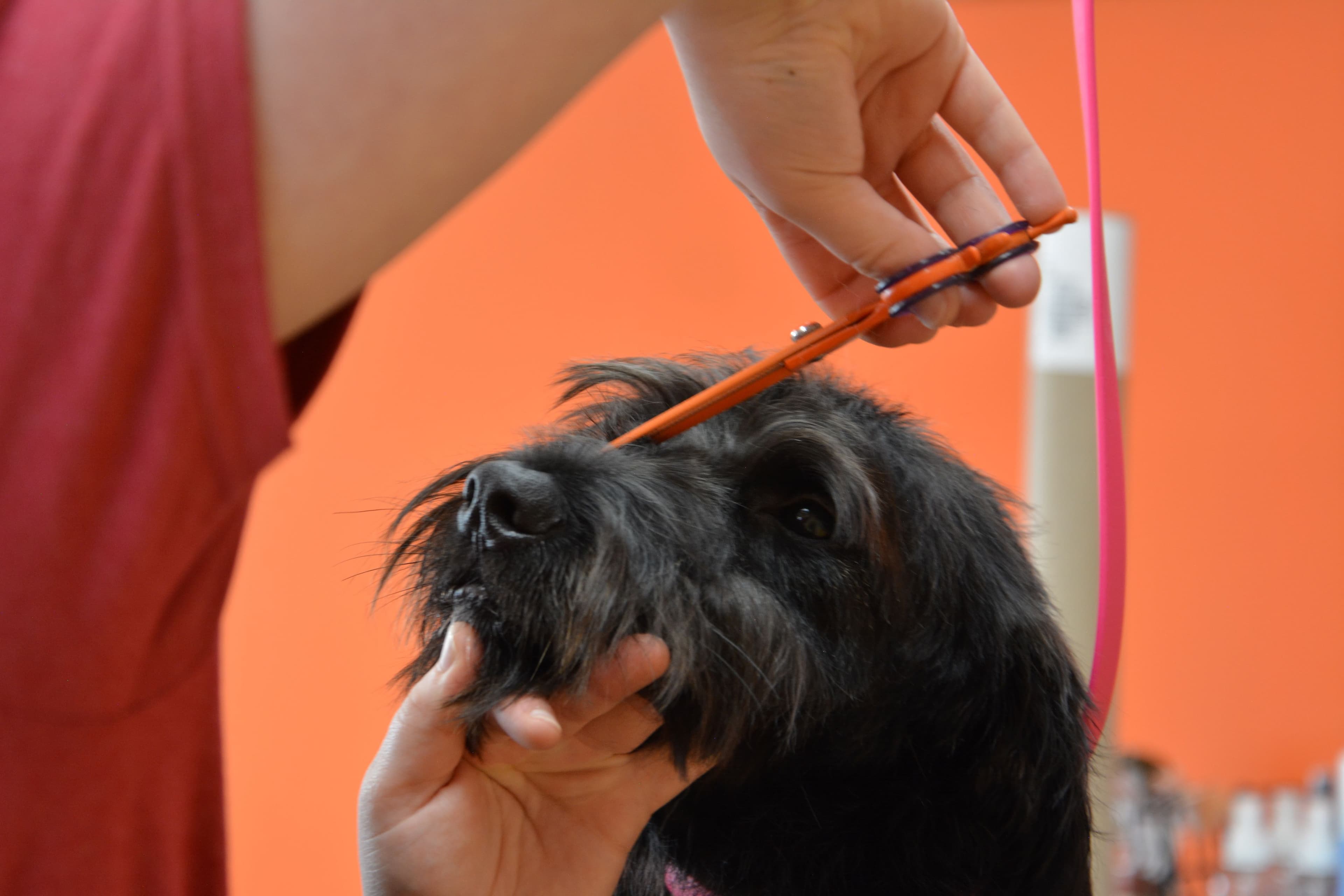 The Shaggy Shack - Pet groomer in Columbus, OH