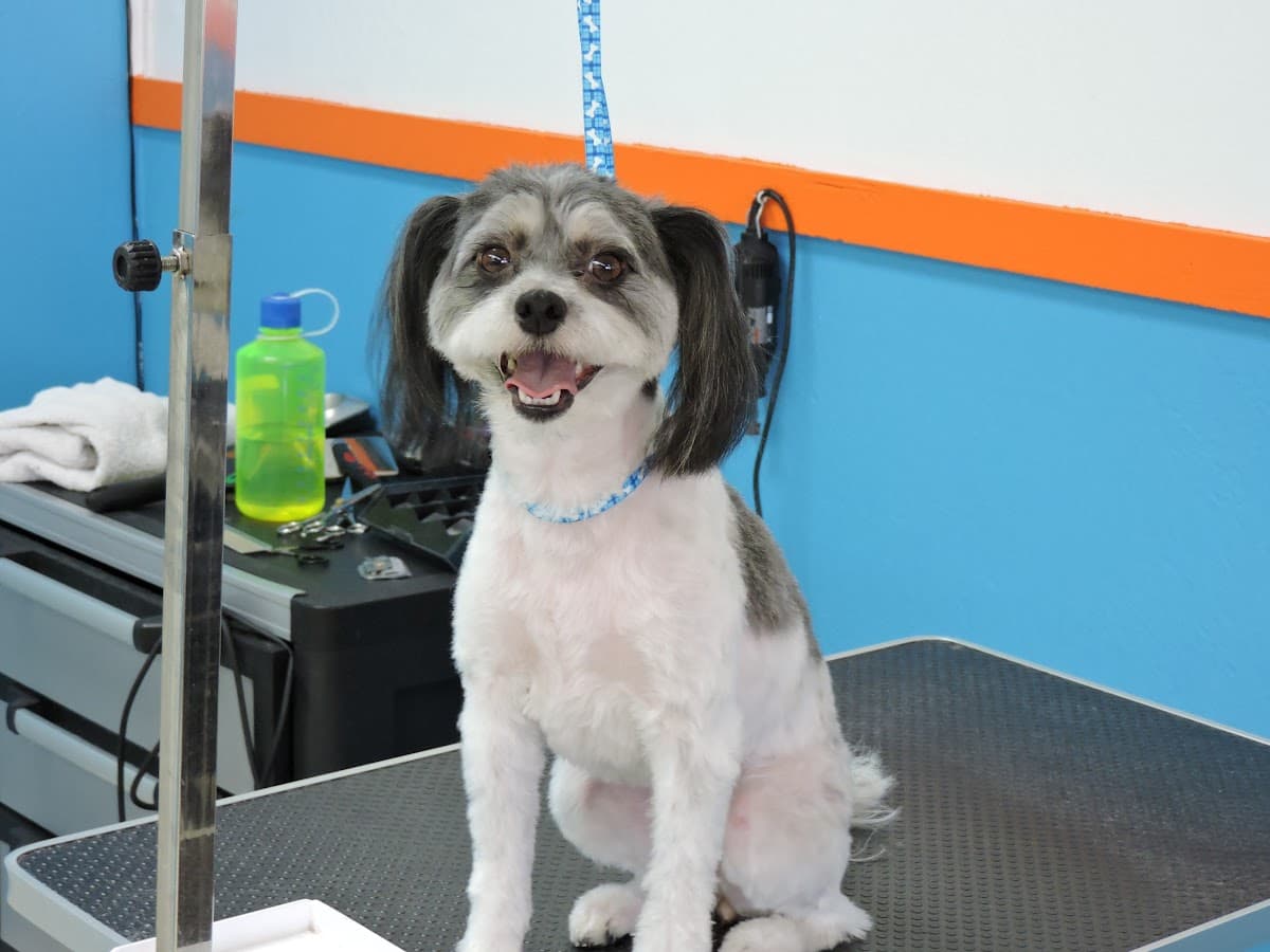 Missy Shed N Clean - Pet groomer in Phoenix, AZ