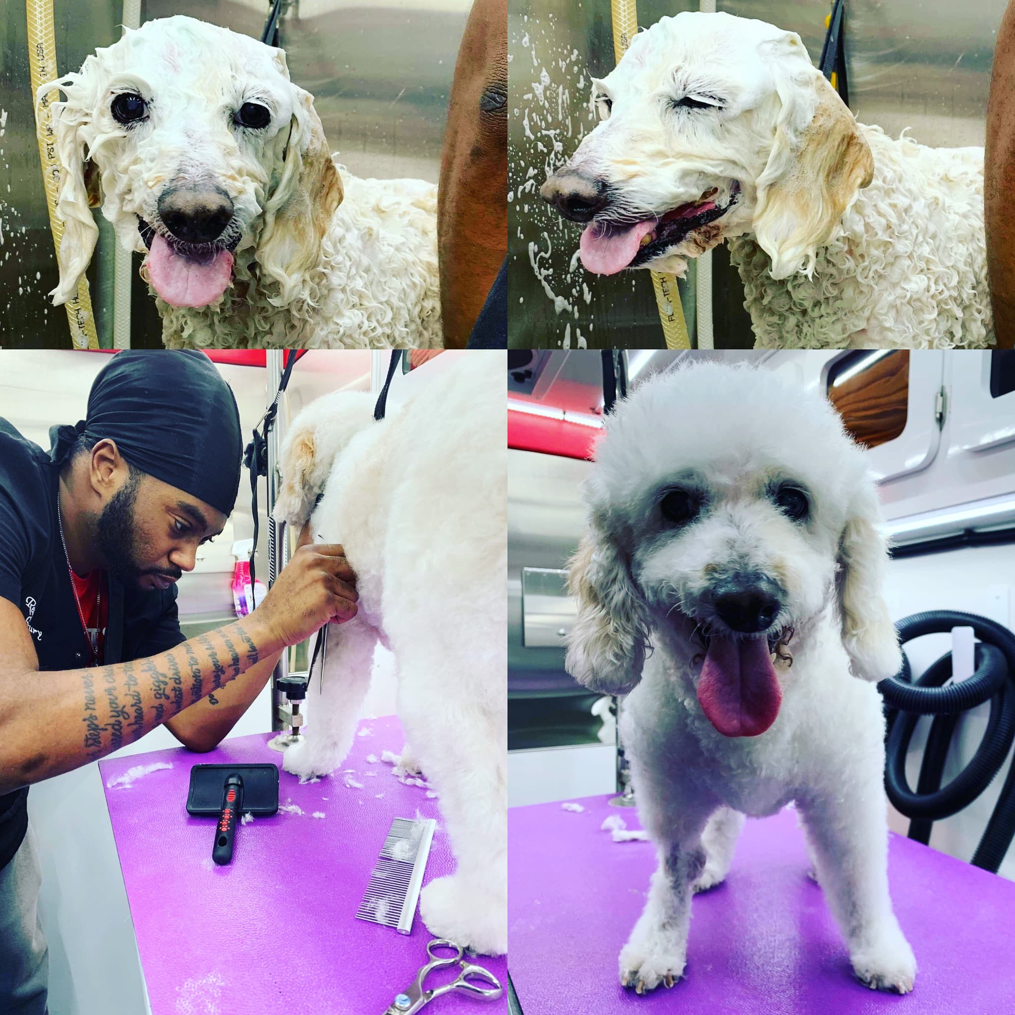 Reese's Luxury Mobile Grooming - Pet groomer in Austin, TX