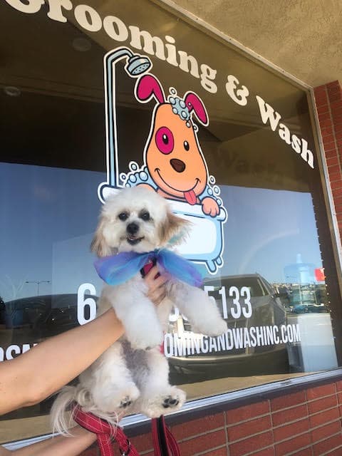 Suds N Pups Dog Grooming and Wash, Inc. - Pet groomer in San Diego, CA