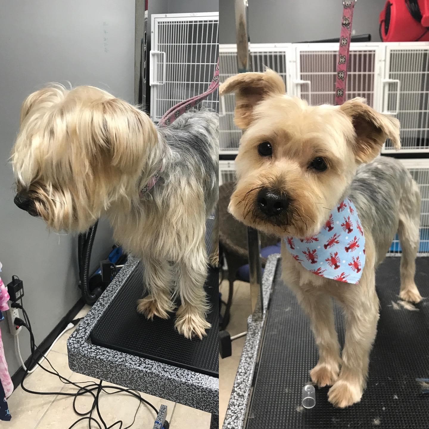 Salty Dog Grooming LLC - Pet groomer in Fort Lauderdale, FL