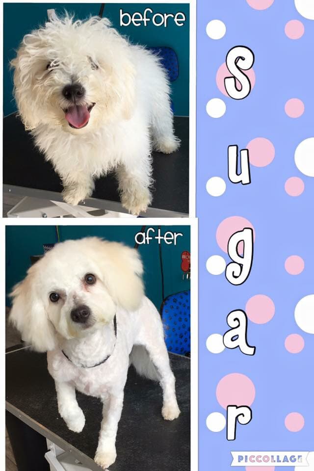Pampered Pups Salon - Pet groomer in St Clair Shores, MI