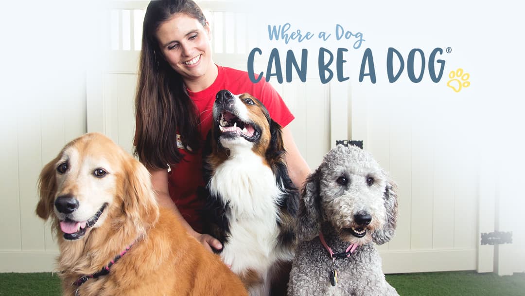 Camp Bow Wow Columbus - Grandview Heights - Pet groomer in Columbus, OH