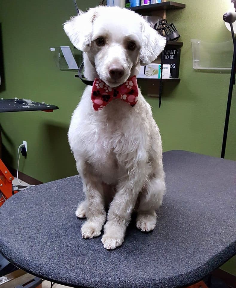 EarthWise Pet Gainesville - Pet groomer in Gainesville, FL