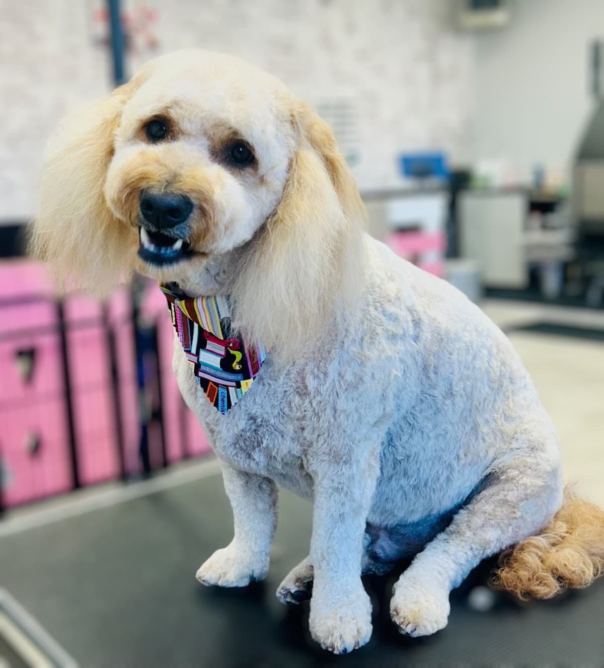 Loving touch grooming llc - Pet groomer in Ephrata, WA
