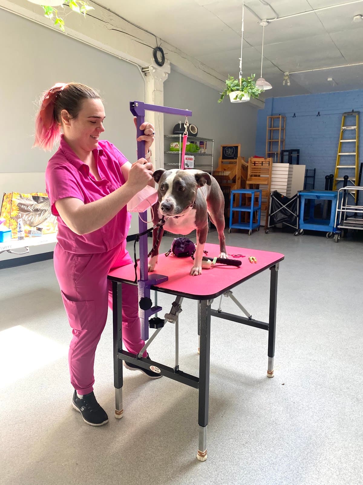 Urban Tails Pet Supply - Pet groomer in Minneapolis, MN