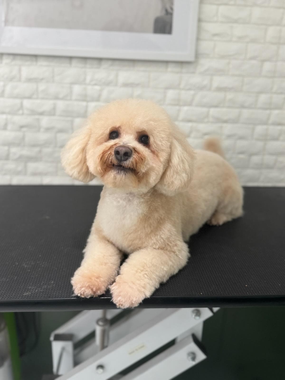 Furry n' Fabulous Gramercy - Pet groomer in New York, NY