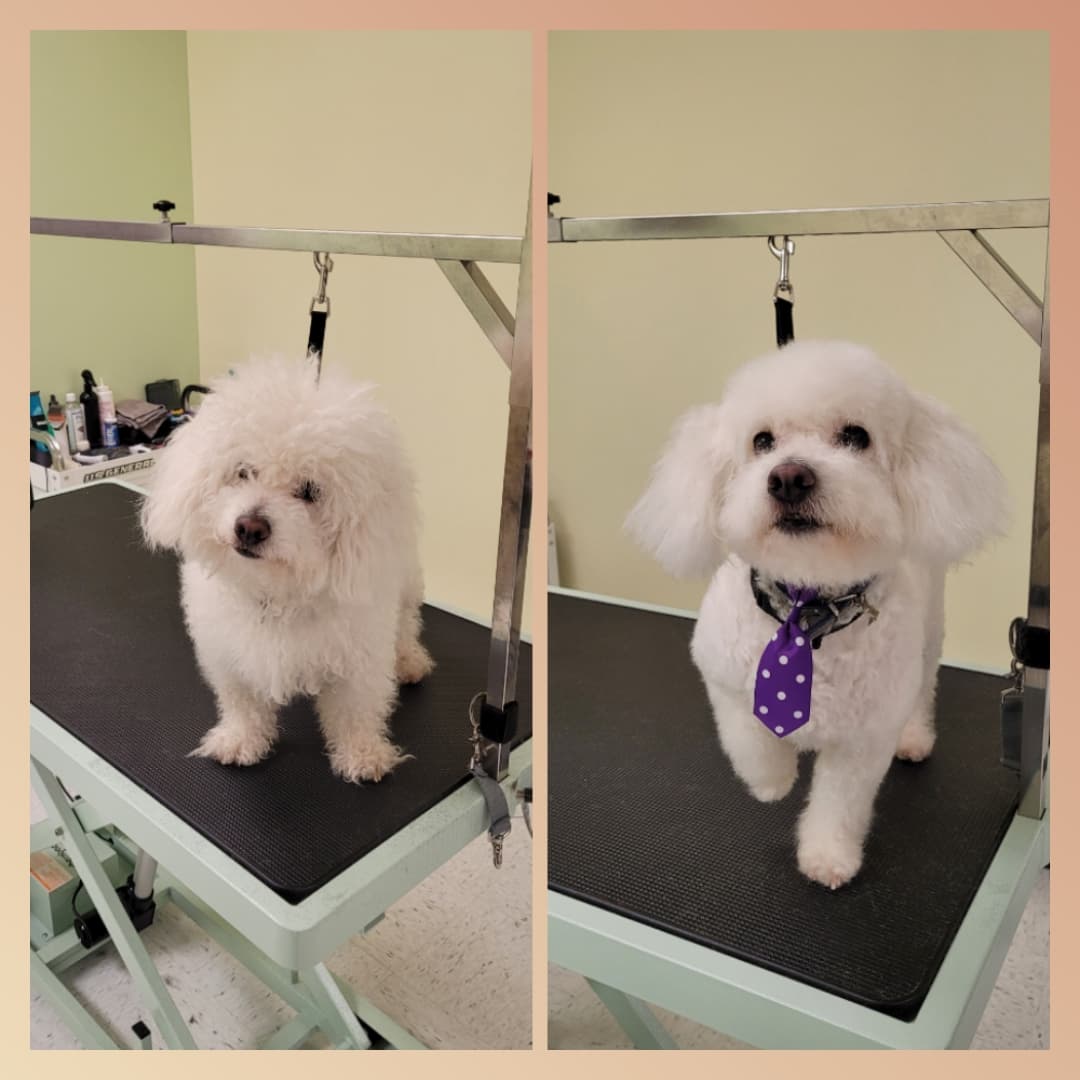 Dashing Dog Grooming - Pet groomer in Houston, TX