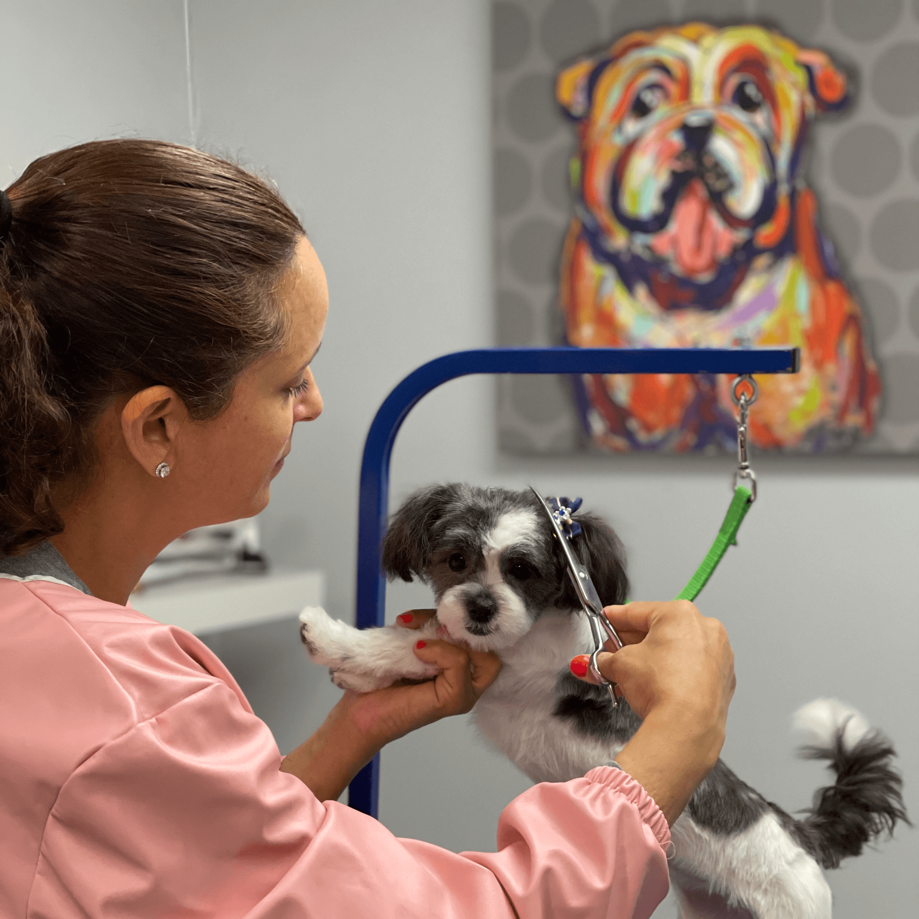 Shiny Paws Grooming & Day Care - Pet groomer in Brooklyn, NY