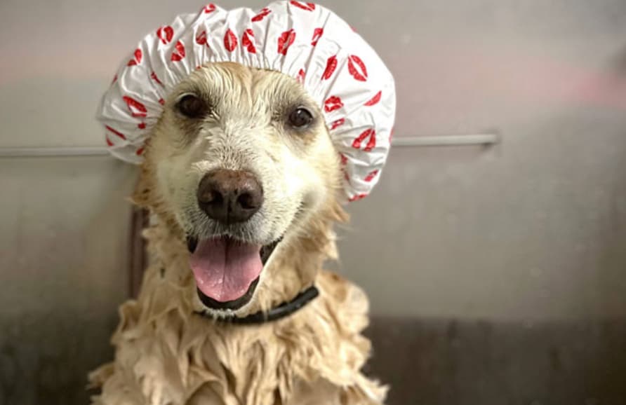 Moisant Mobile Dog Wash - Pet groomer in Dallas, TX