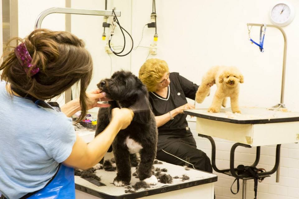 Canine Styles Uptown - Pet groomer in New York, NY