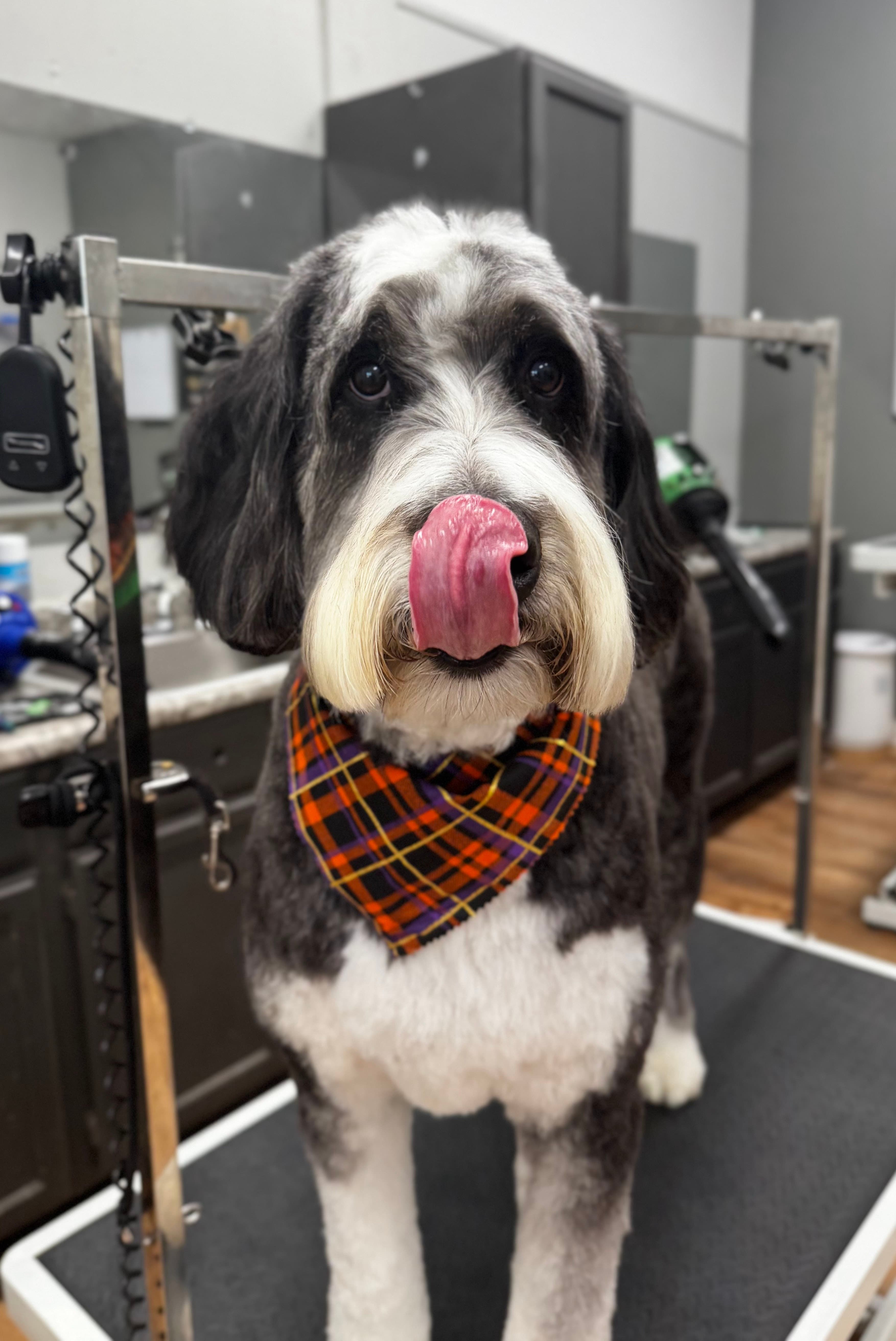 Platinum Pooch Grooming & International Dog Spa - WestPark - Pet groomer in Cleveland, OH