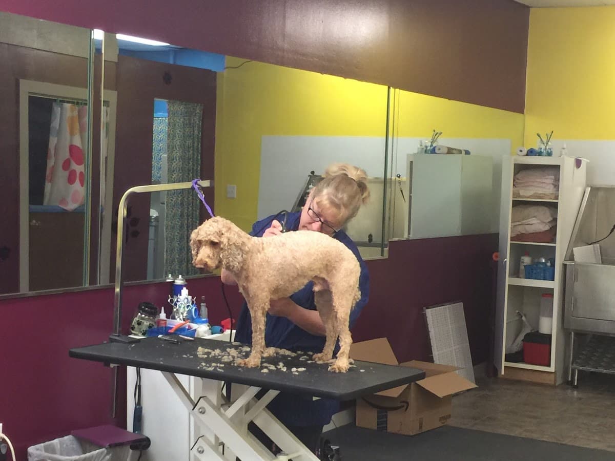 Four Paws & Claws Grooming Salon - Pet groomer in Old Brooklyn, OH