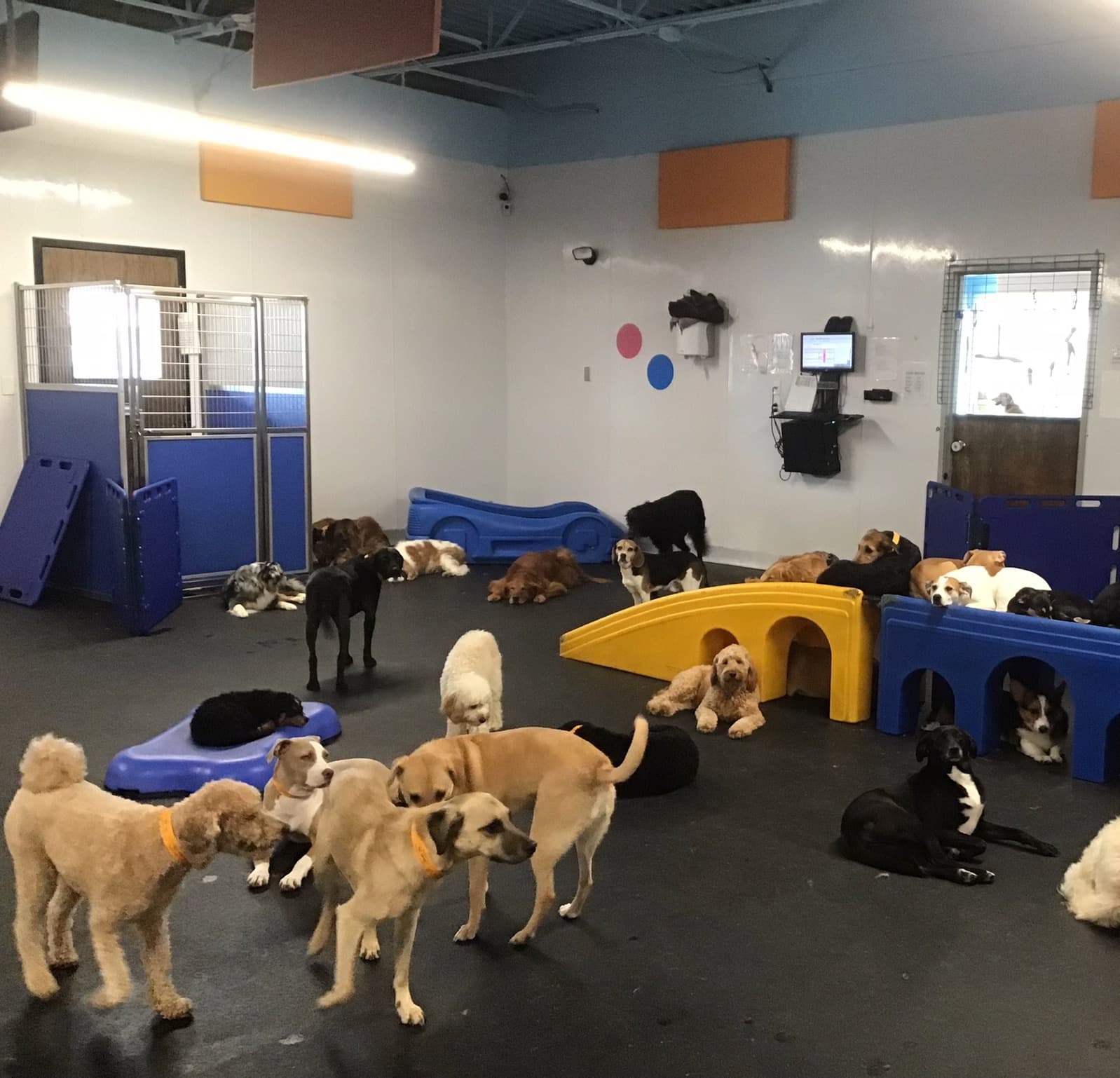 Lucky Dog Retreat - Indianapolis - Pet groomer in Indianapolis, IN