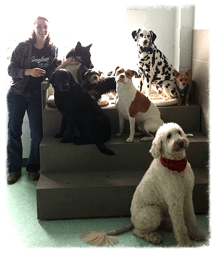 Dogcity - Daycare + Grooming - Pet groomer in Seattle, WA