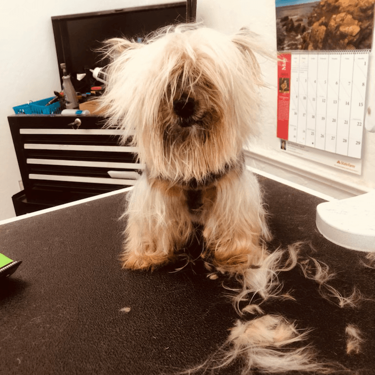 Shampooch2 - Pet groomer in Phoenix, AZ