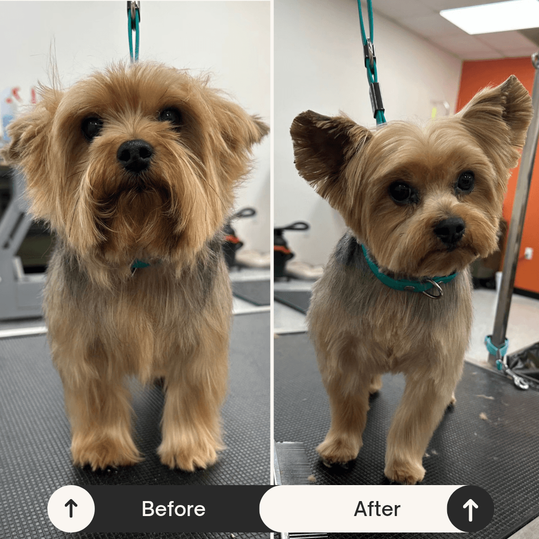 Northland Grooming Studio - Pet groomer in Kansas City, MO