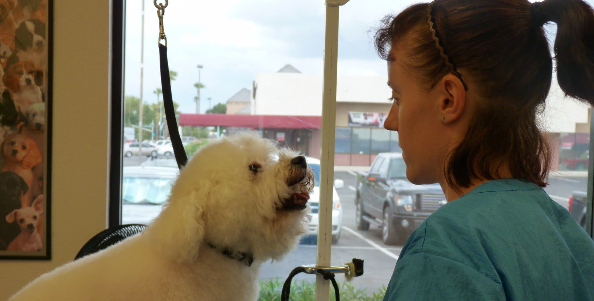 Lovet Pet Health Care - Dobson Ranch - Pet groomer in Mesa, AZ