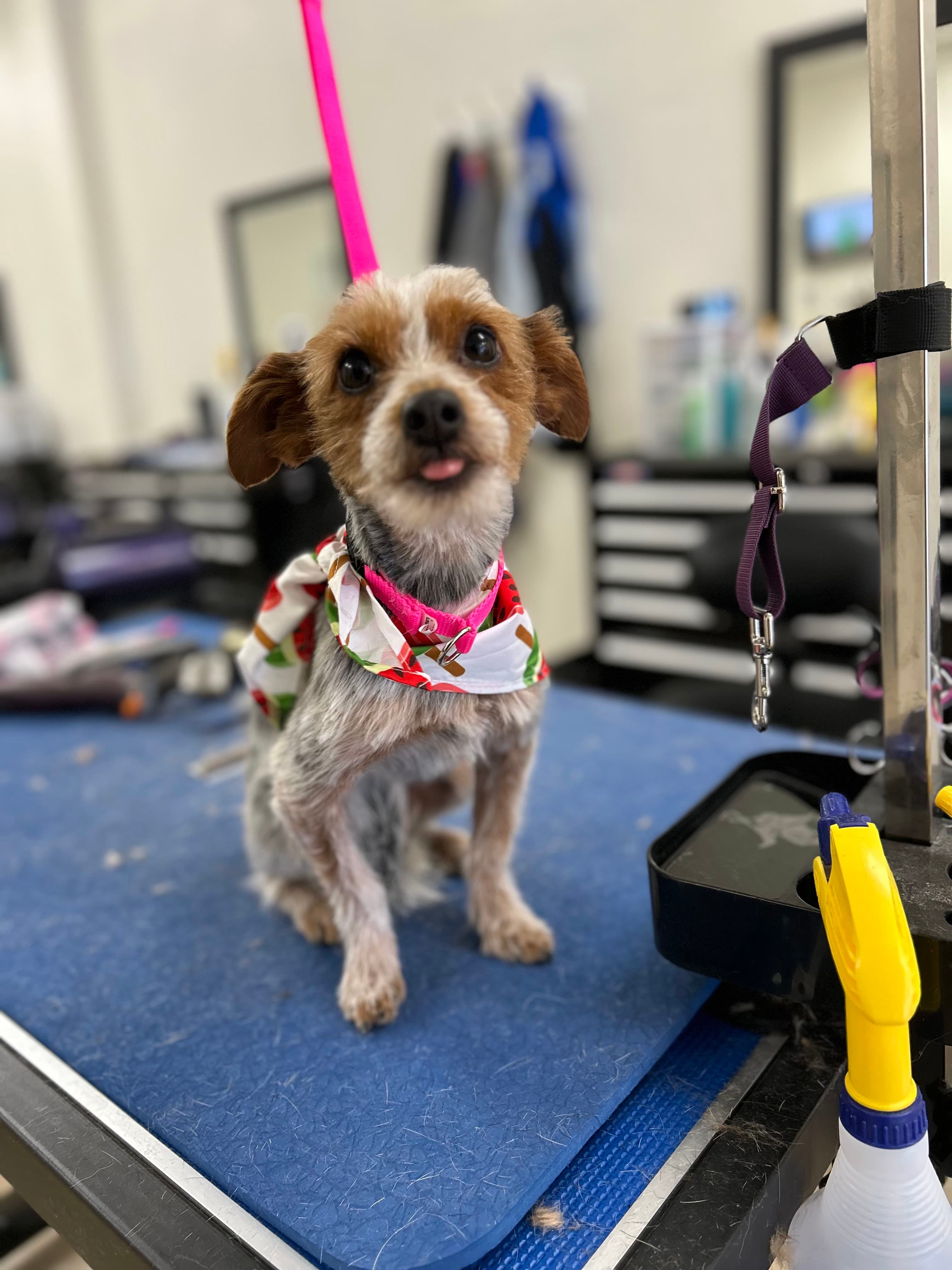 The Canine Co. - Pet groomer in San Antonio, TX