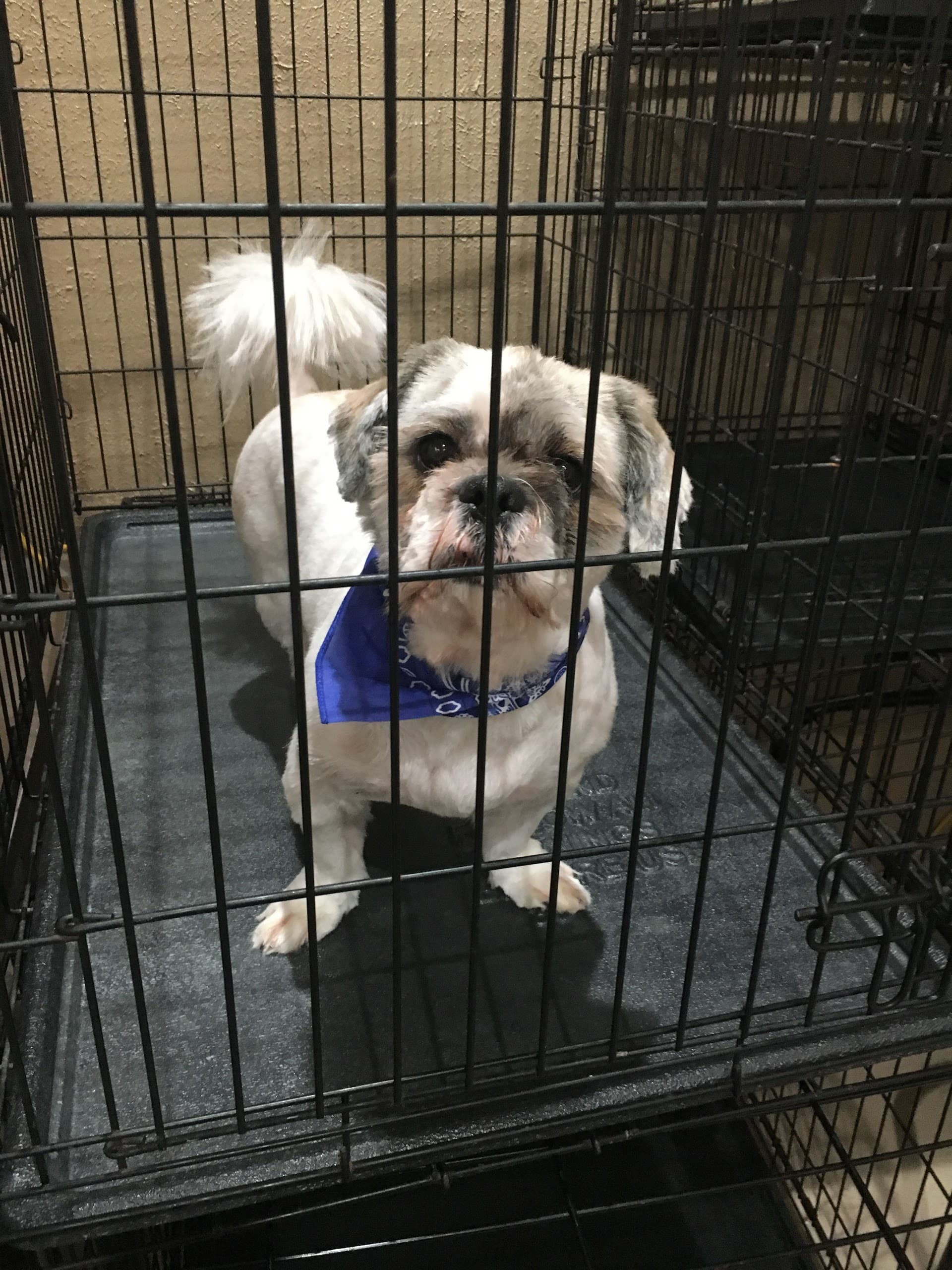 Woody's Pet Grooming - Pet groomer in Dallas, TX