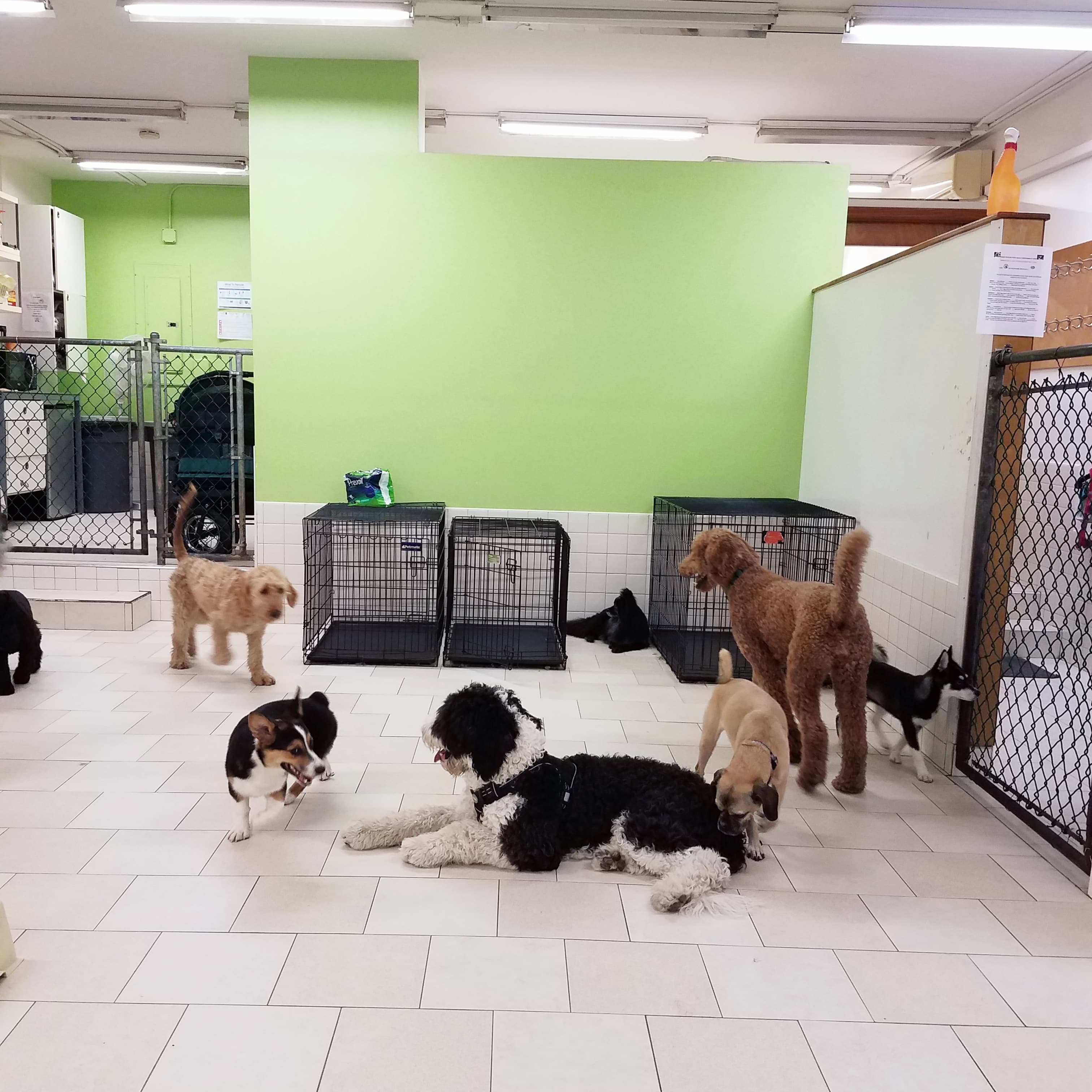 Coco and Toto - Pet groomer in New York, NY