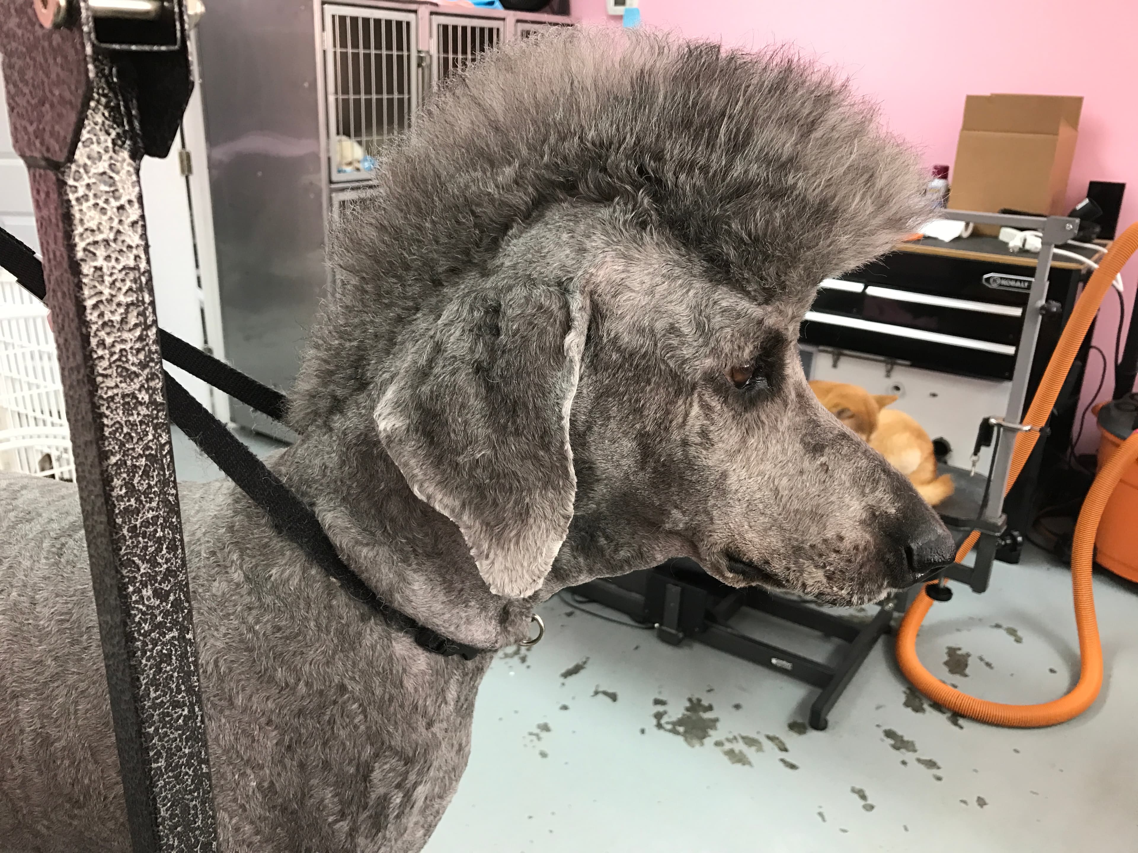 Spoil Me Dog Spa - Pet groomer in Tampa, FL