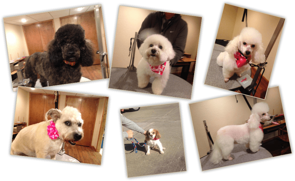 A Great Place to Stay - Pet groomer in Kansas City, KS