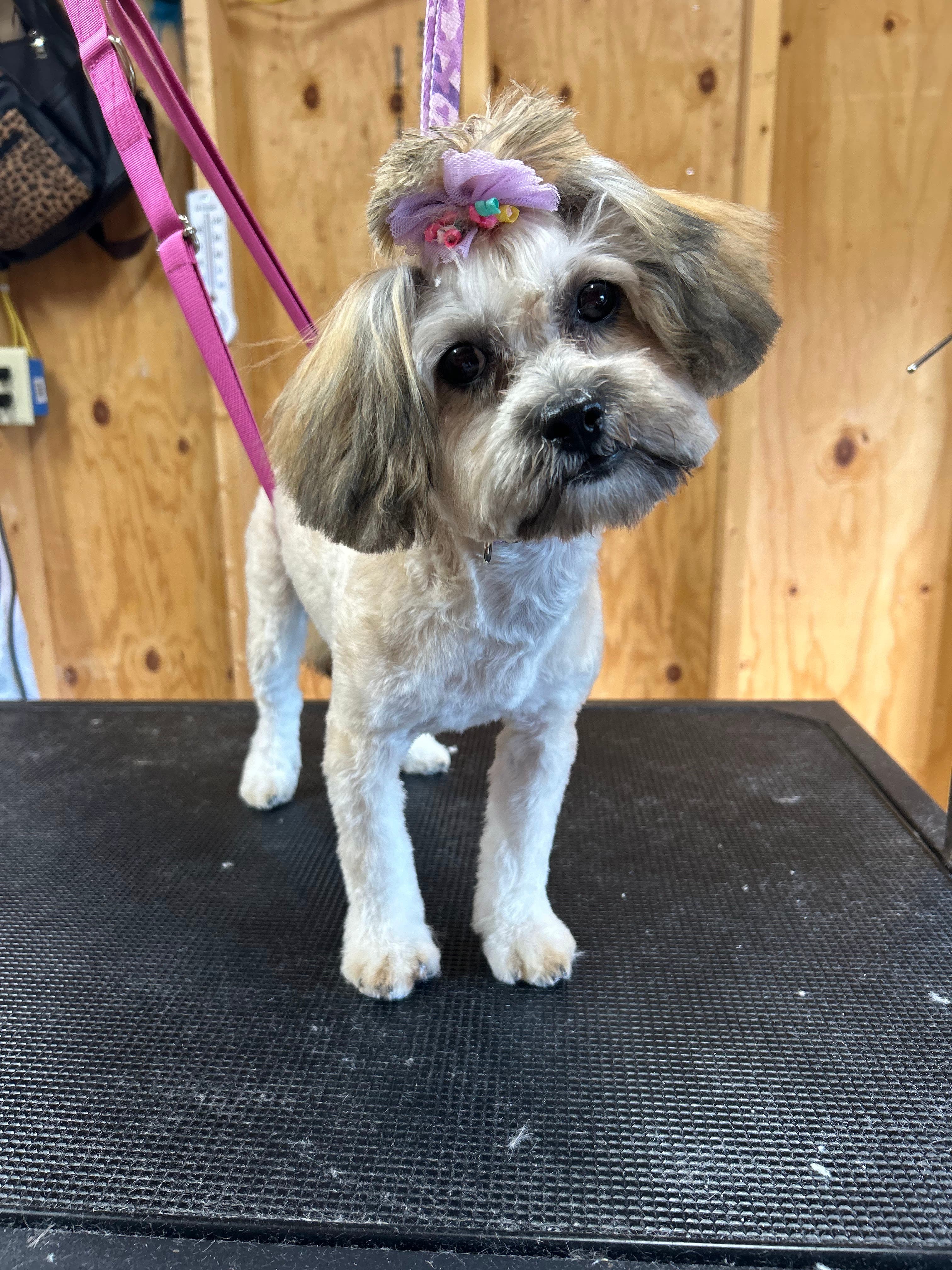 Gia's Gentle Grooming - Pet groomer in Indianapolis, IN