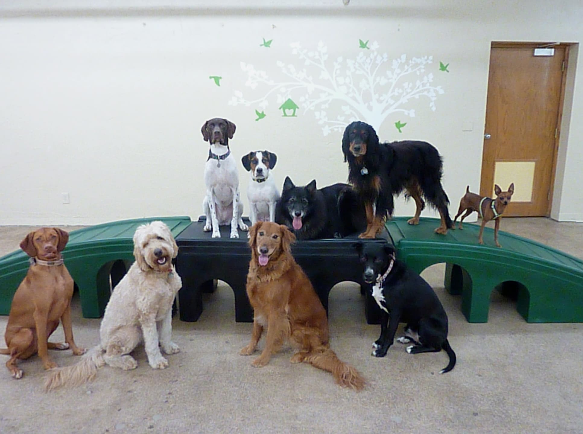 Woof Central - Pet groomer in Richfield, MN