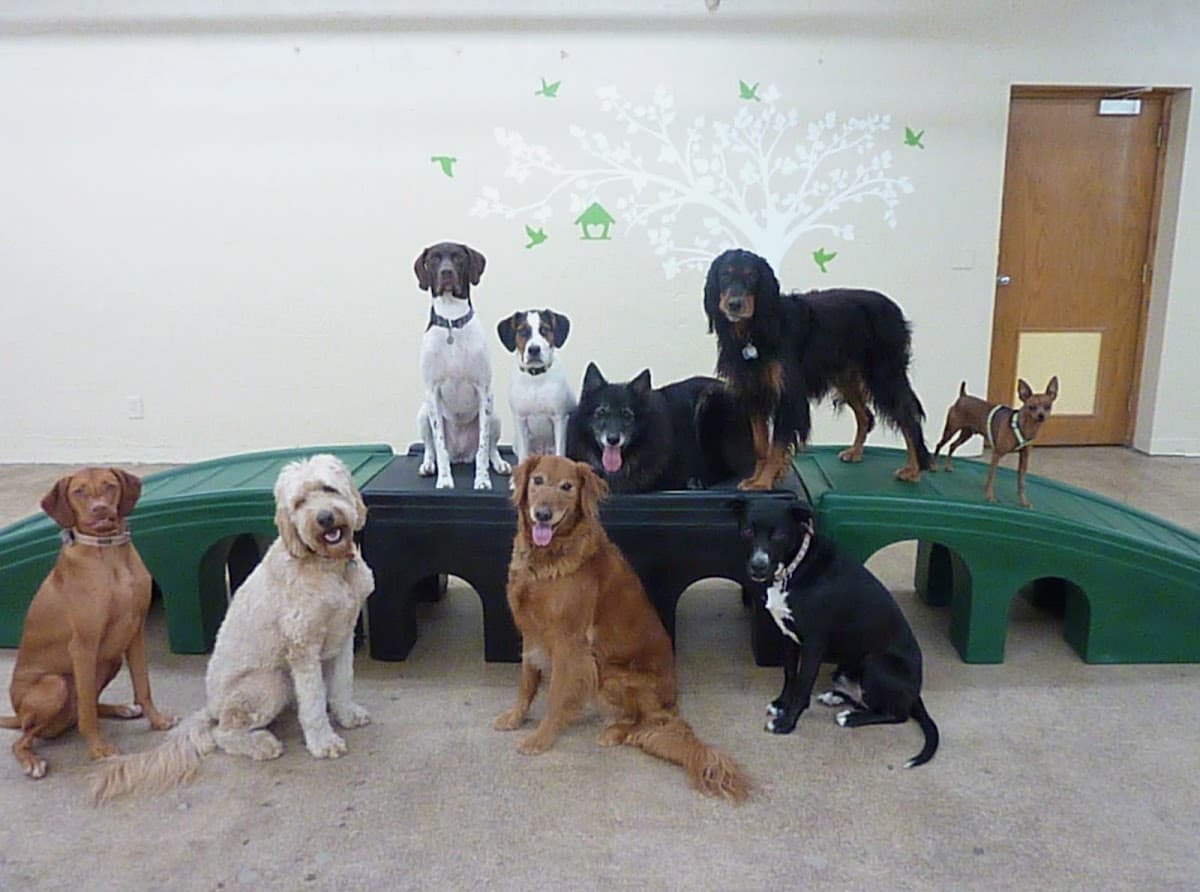 Woof Central - Pet groomer in Richfield, MN