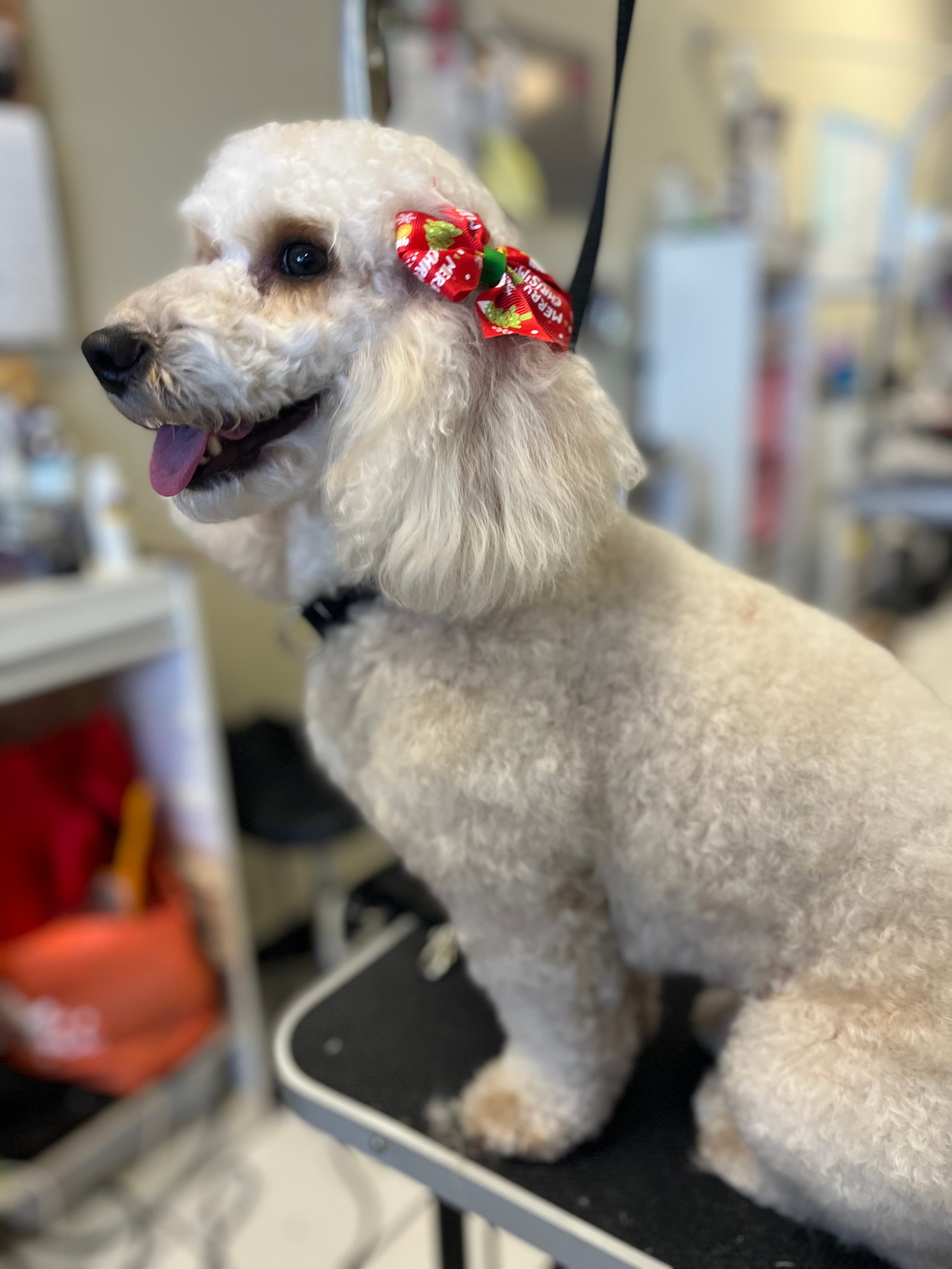 Prestige Dog Grooming - Pet groomer in Orlando, FL