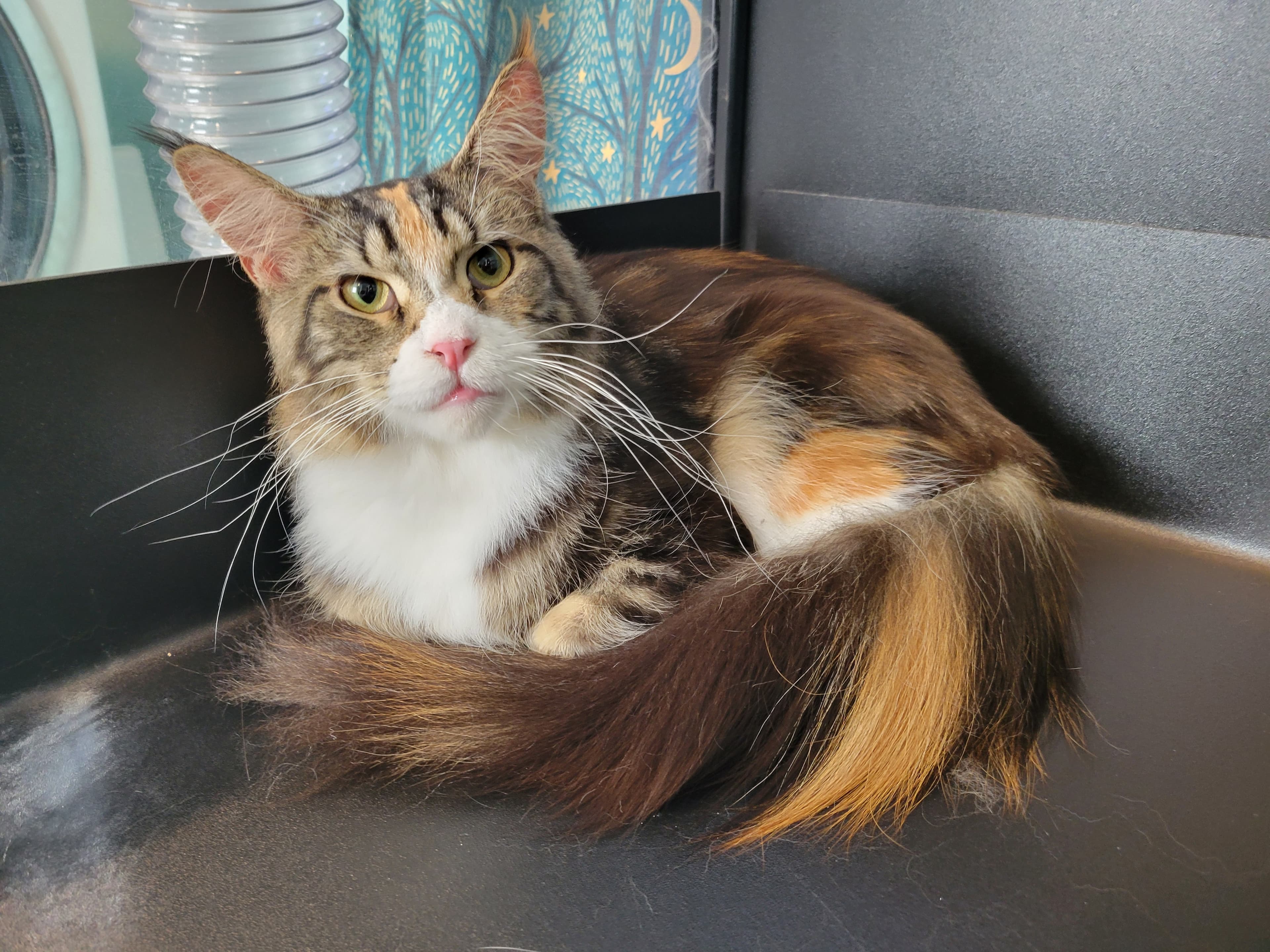 Bell Cat Grooming - Pet groomer in Minneapolis, MN