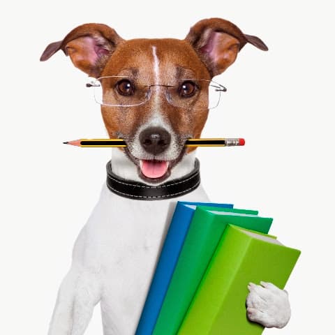 Daily Dog Walkers & Pet Sitters of Fort Lauderdale - Pet groomer in Oakland Park, FL