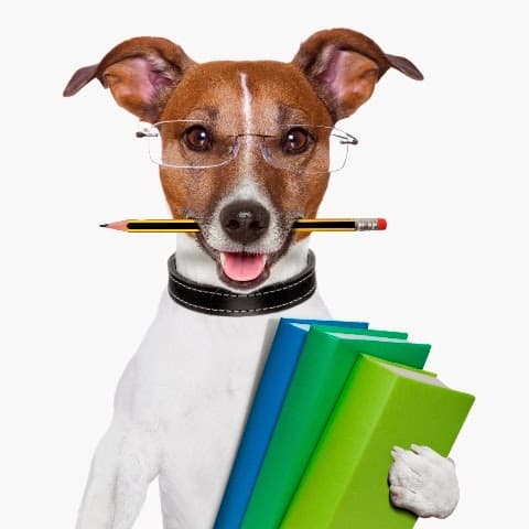 Daily Dog Walkers & Pet Sitters of Fort Lauderdale - Pet groomer in Oakland Park, FL